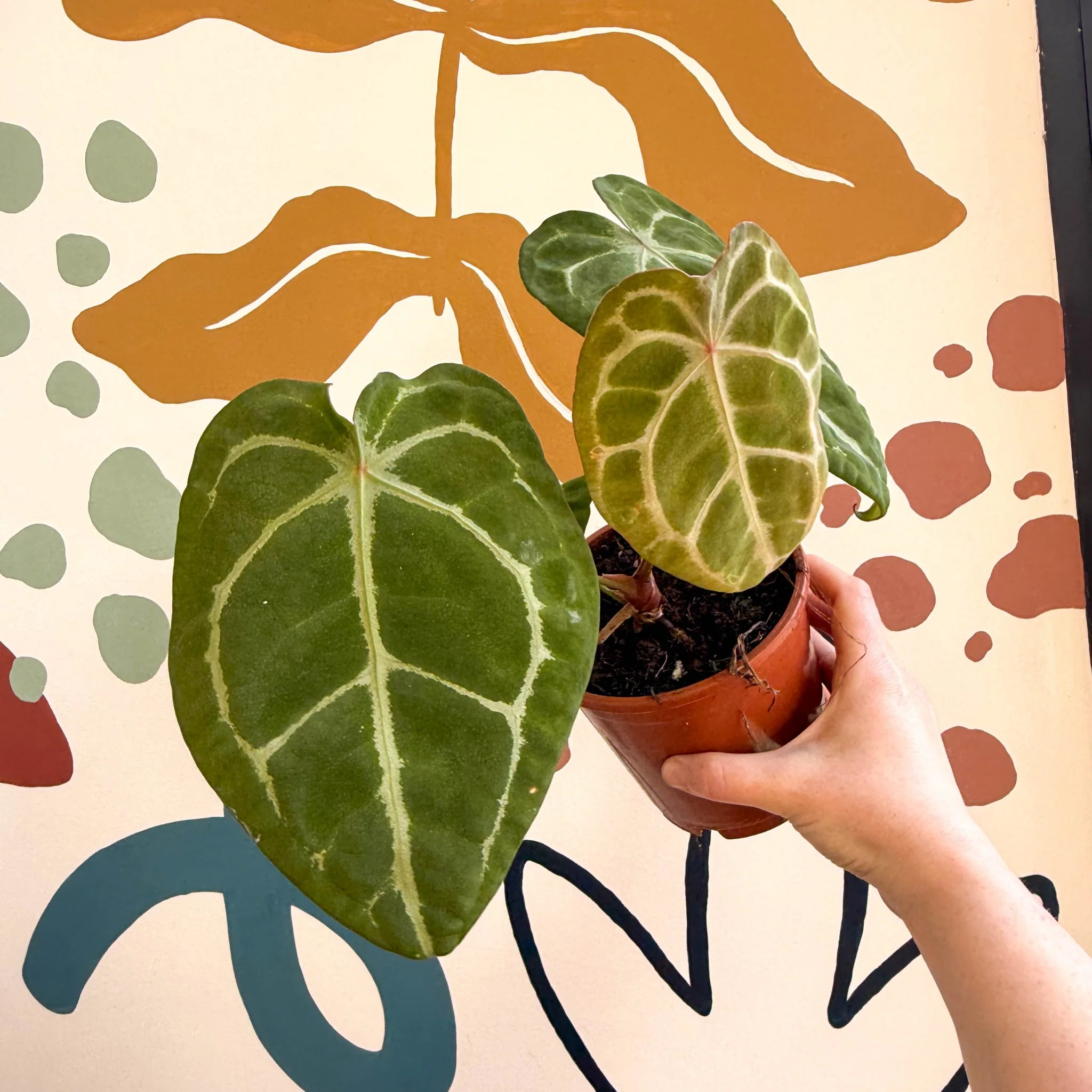 Anthurium forgetii ā Velvet Shield Plant - Image 6