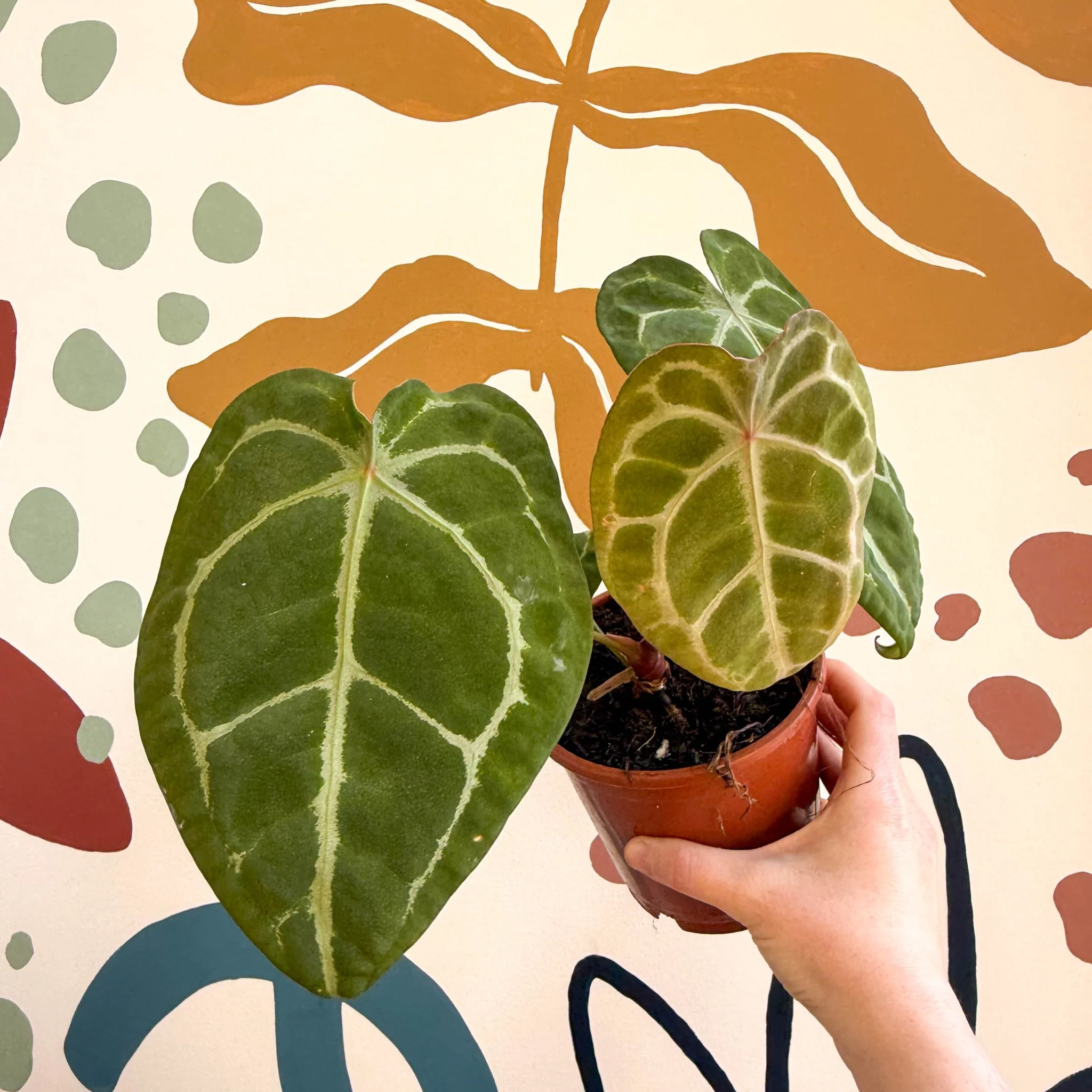 Anthurium forgetii ā Velvet Shield Plant - Image 7