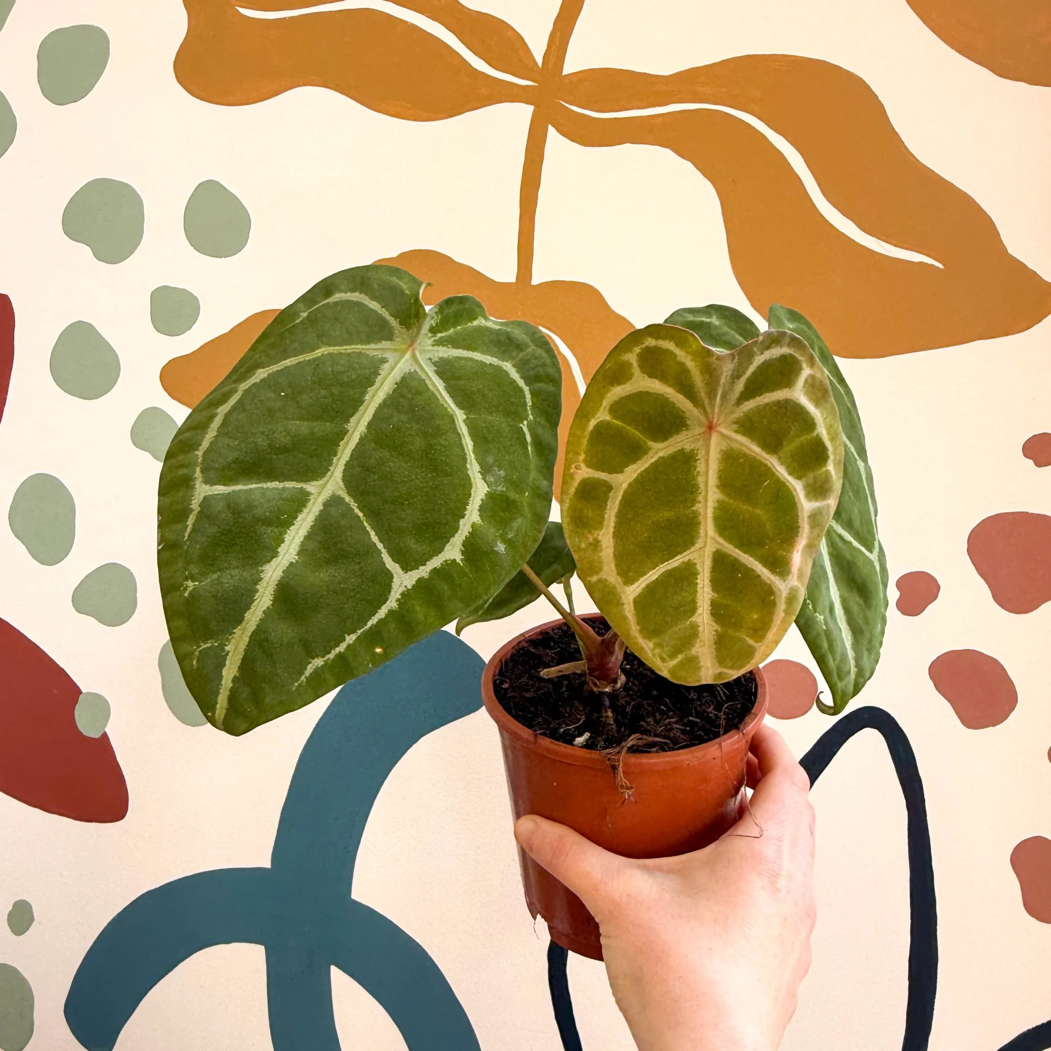 Anthurium forgetii ā Velvet Shield Plant - Image 8