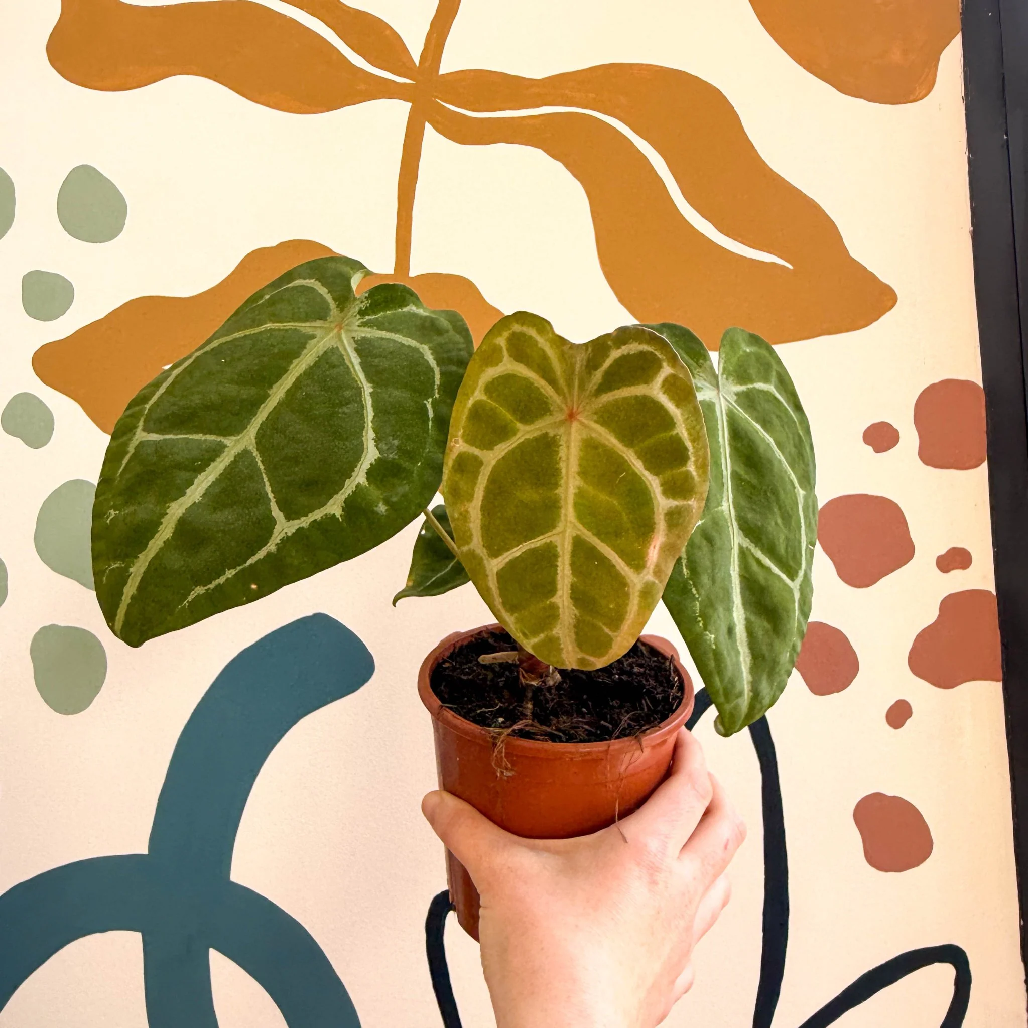 Anthurium forgetii ā Velvet Shield Plant - Image 9
