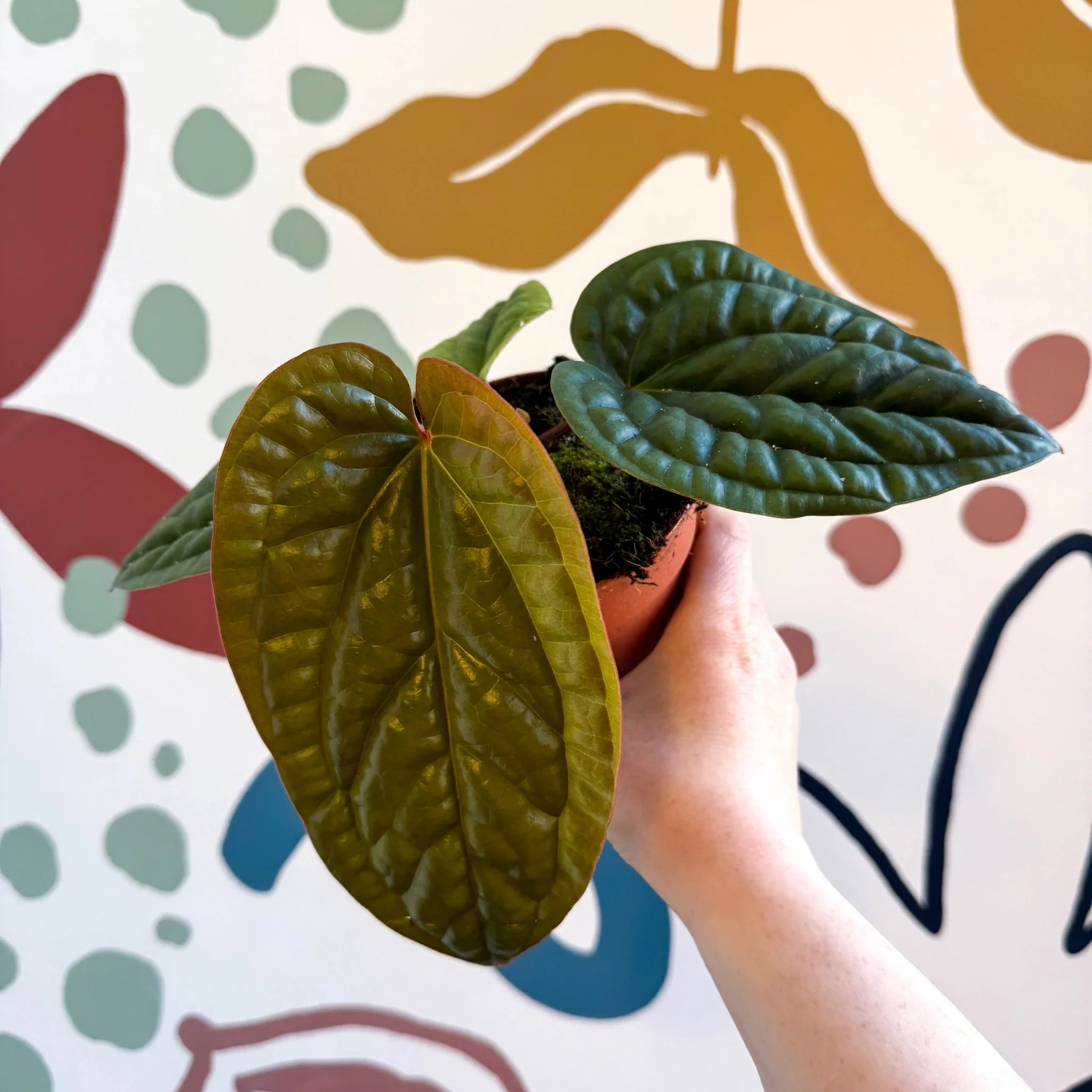 Anthurium luxurians × radicans - Image 10