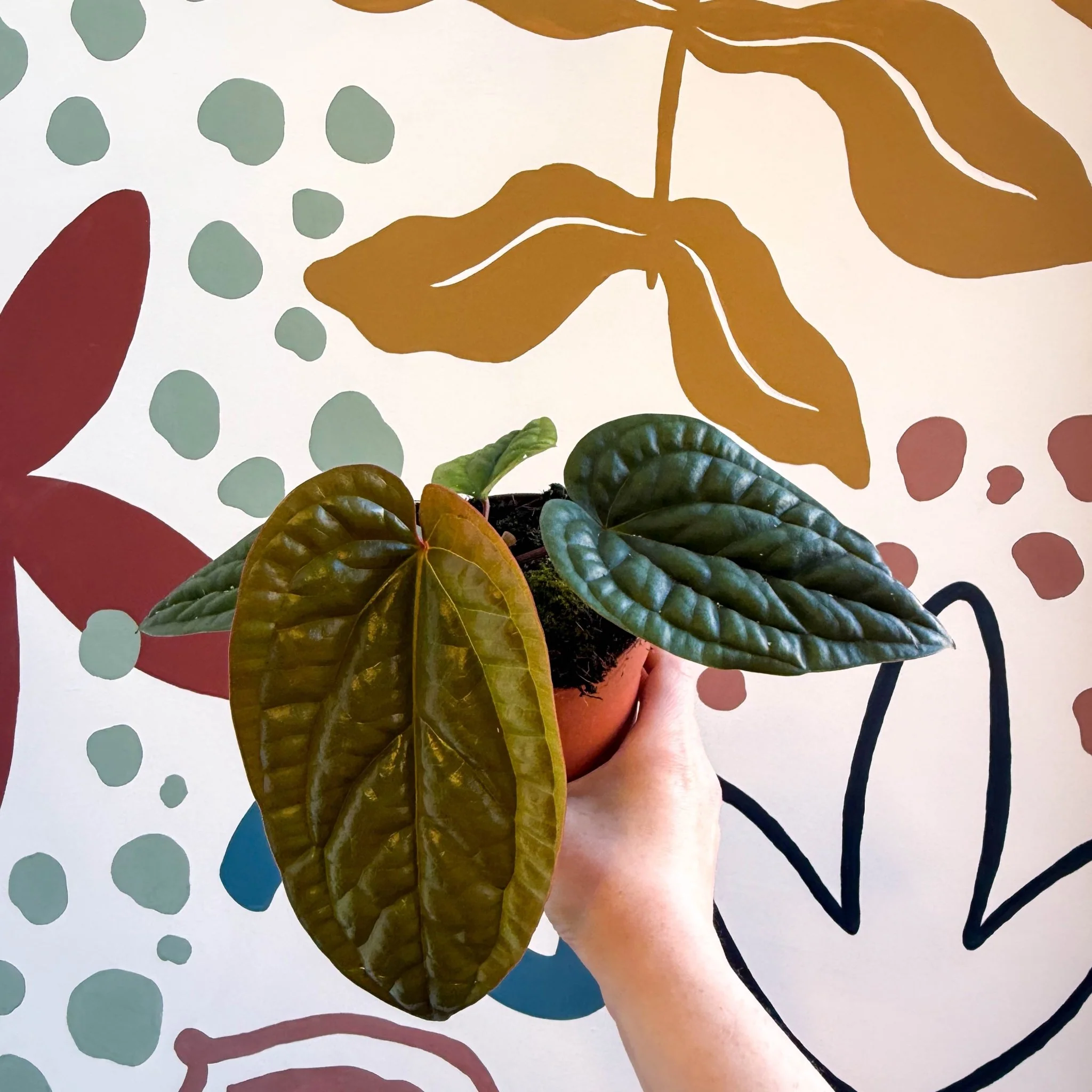 Anthurium luxurians × radicans - Image 11