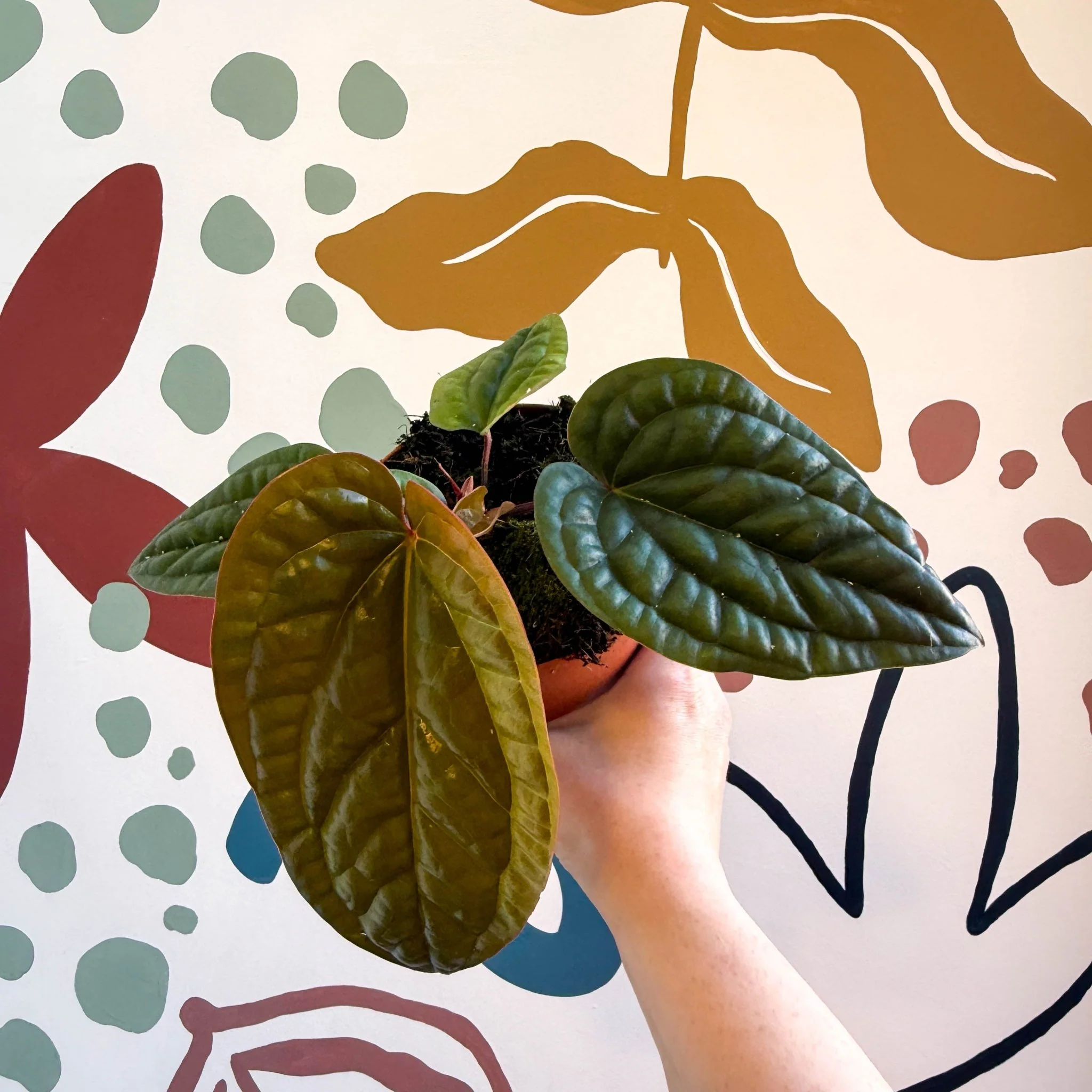 Anthurium luxurians × radicans - Image 12
