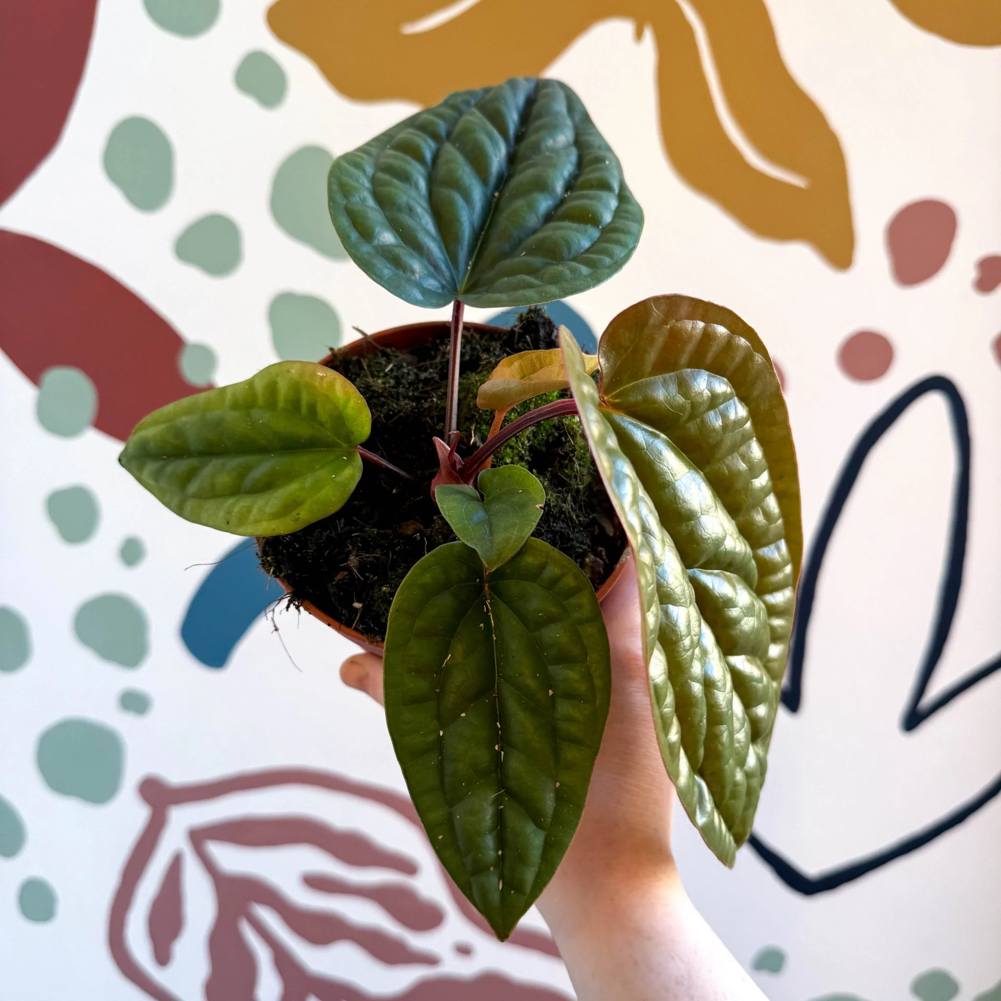 Anthurium luxurians × radicans - Image 13