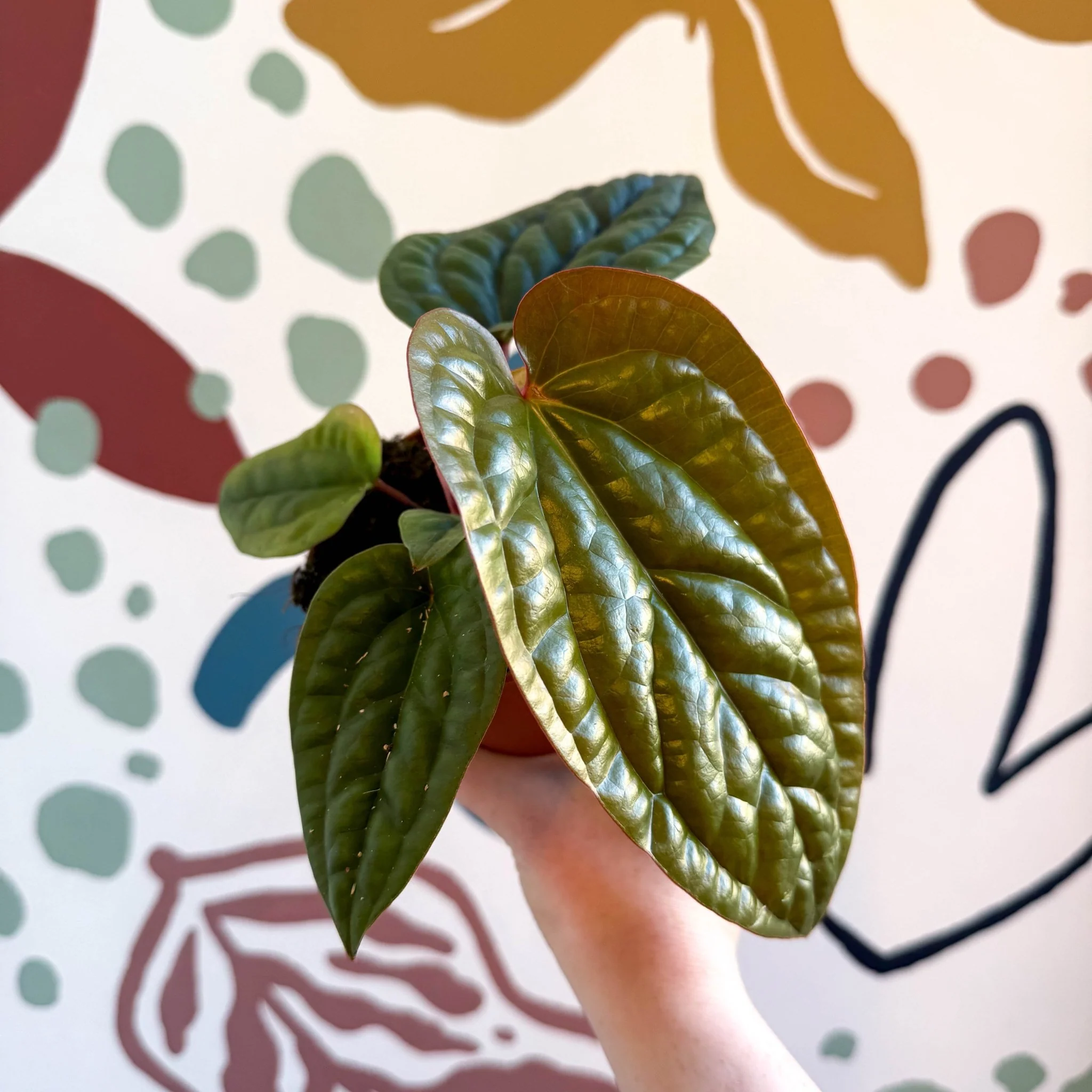 Anthurium luxurians × radicans - Image 14