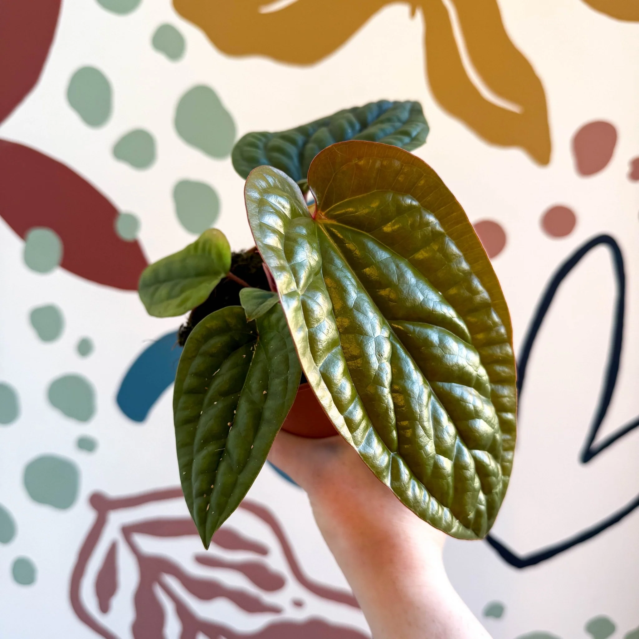 Anthurium luxurians × radicans - Image 15
