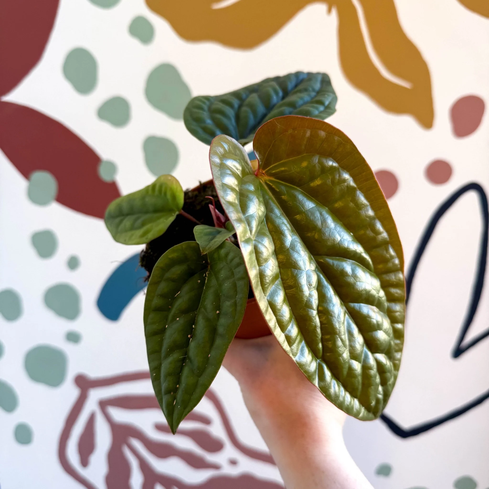 Anthurium luxurians × radicans - Image 16
