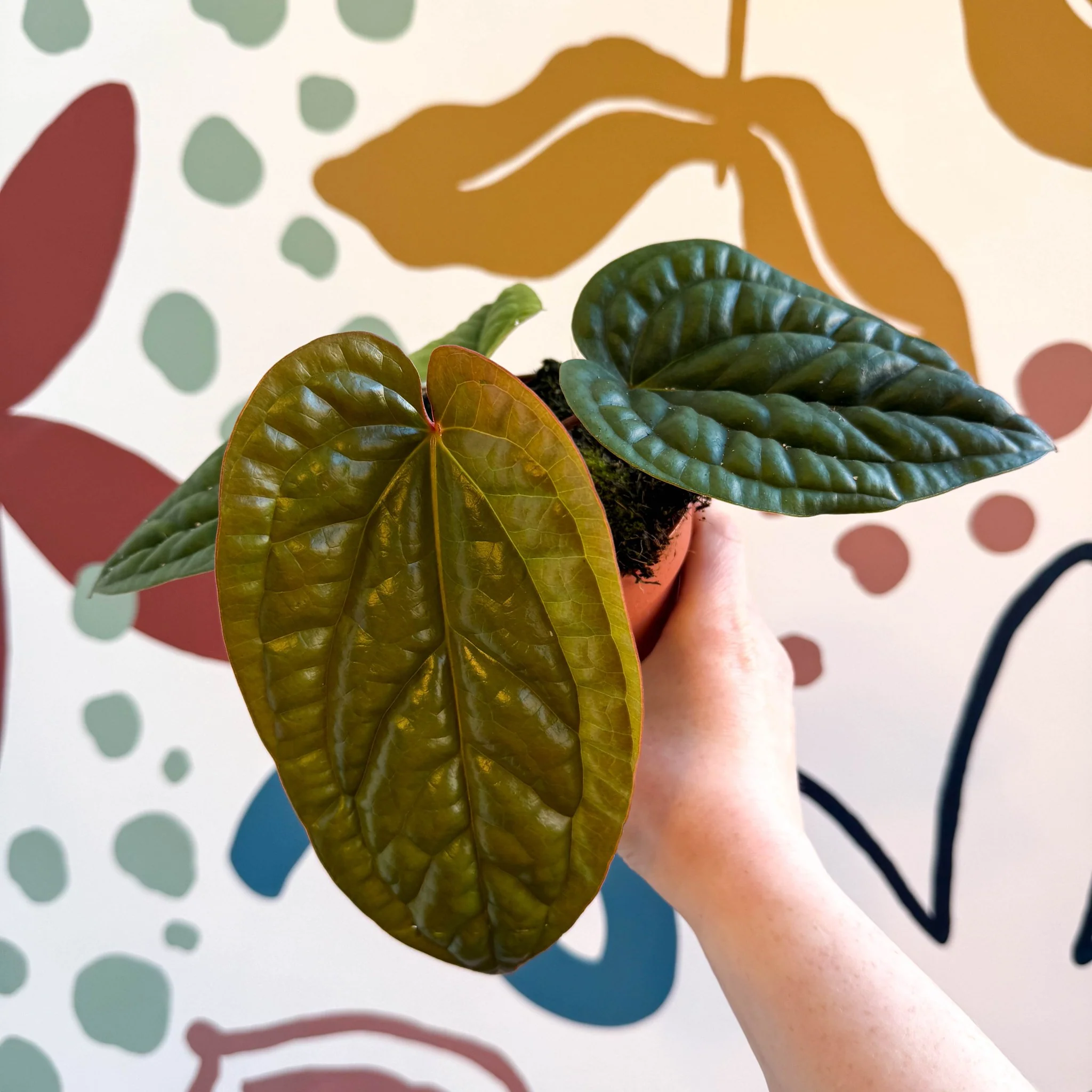 Anthurium luxurians × radicans - Image 17