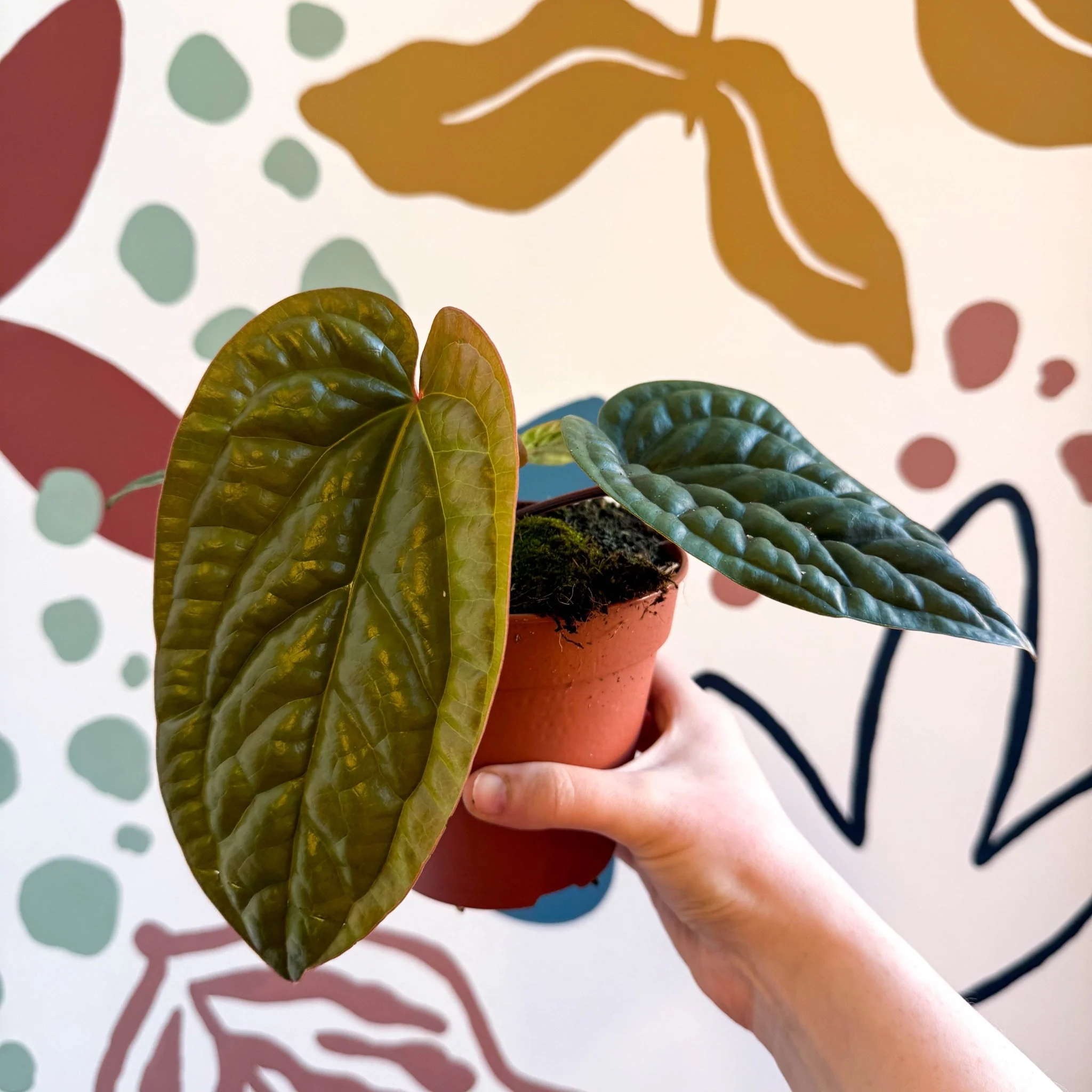 Anthurium luxurians × radicans - Image 3