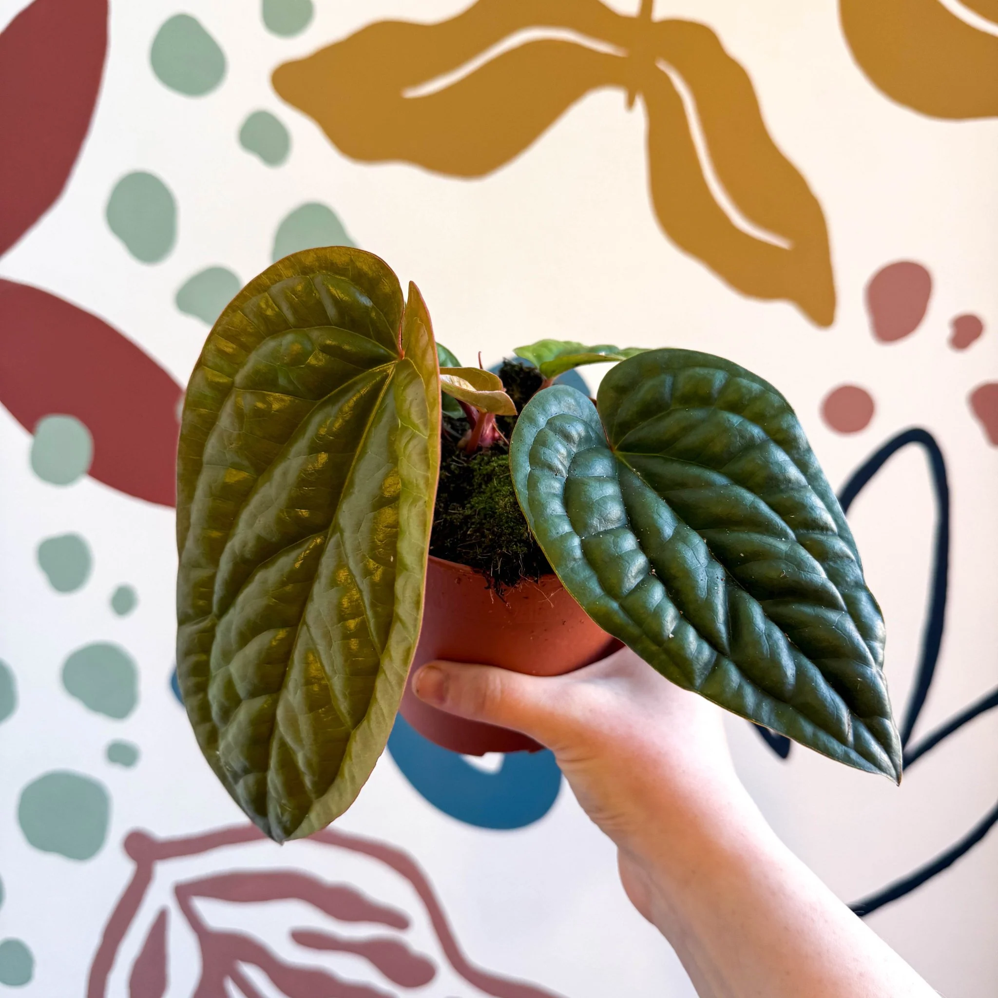 Anthurium luxurians × radicans - Image 4