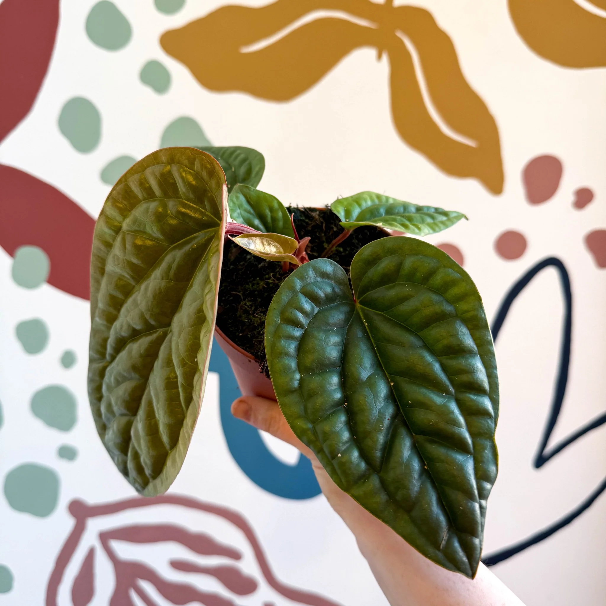 Anthurium luxurians × radicans - Image 5