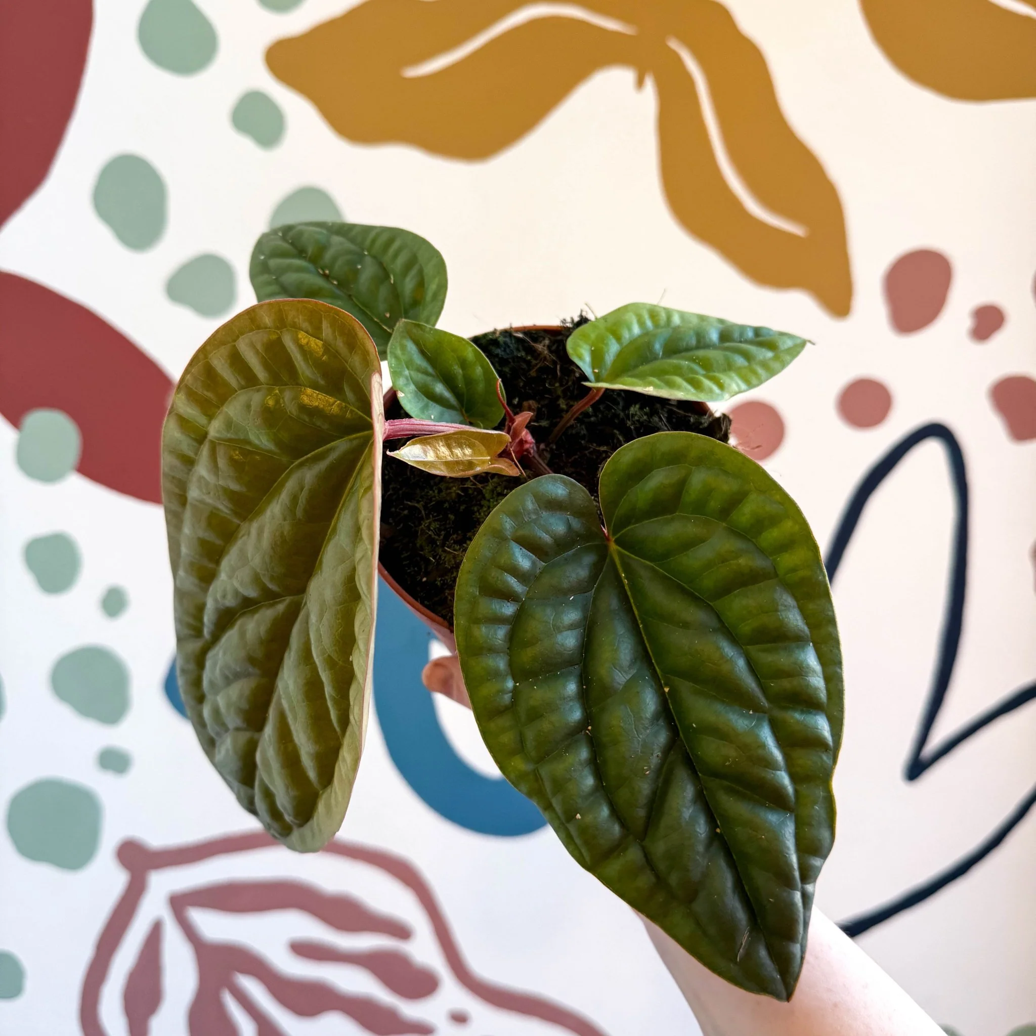 Anthurium luxurians × radicans - Image 6