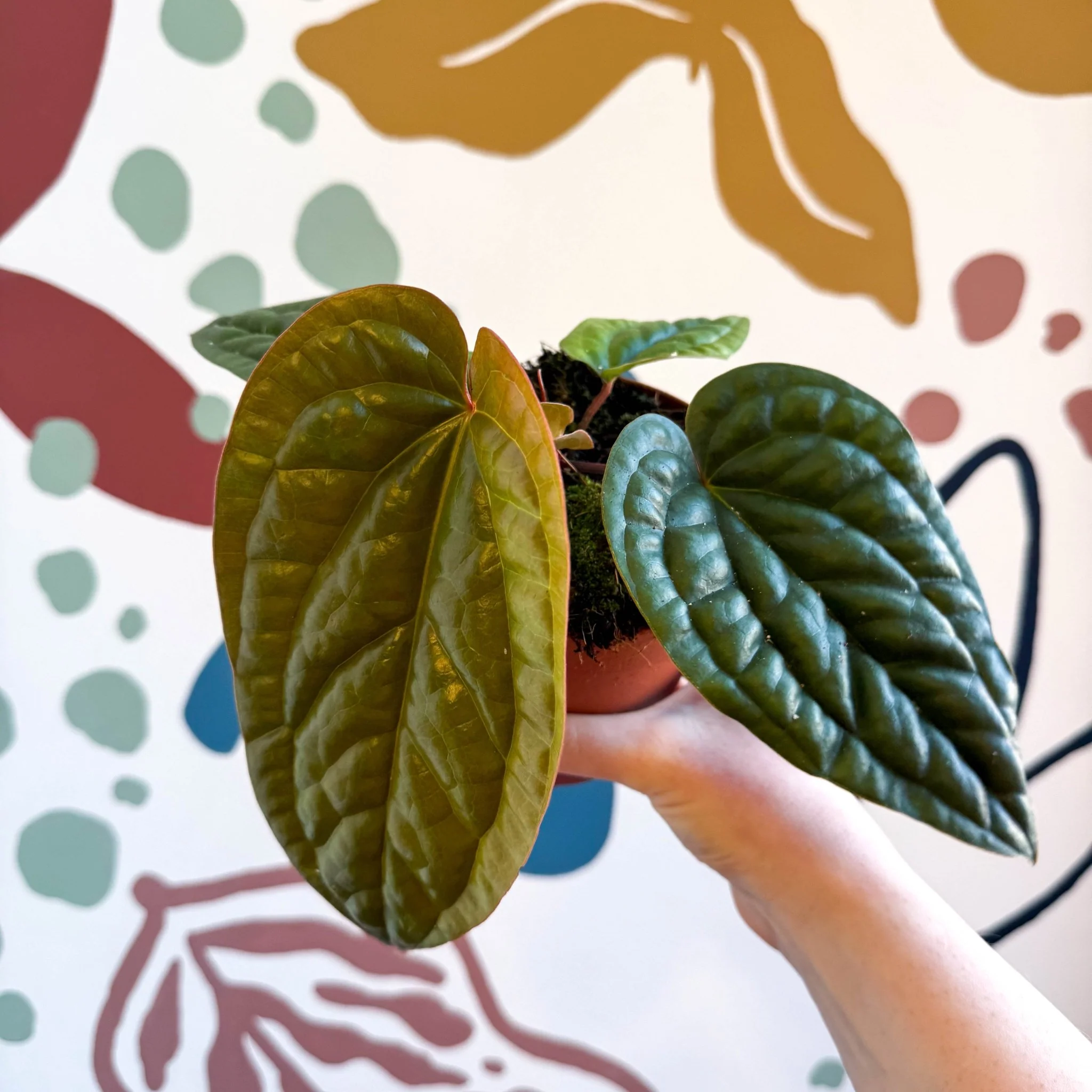 Anthurium luxurians × radicans - Image 7