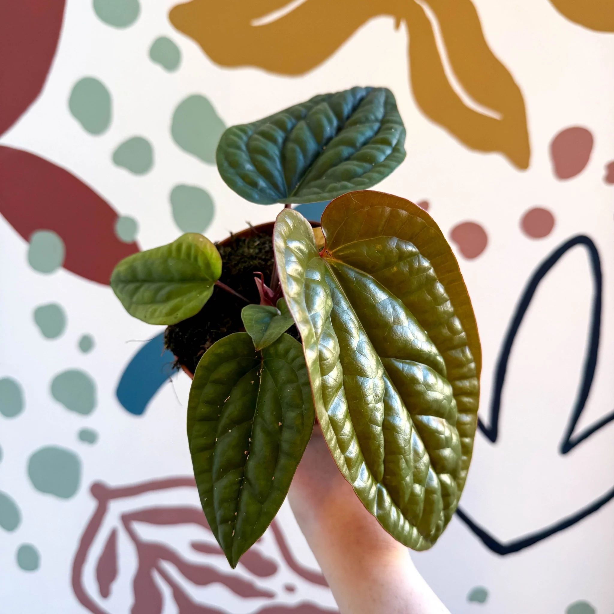 Anthurium luxurians × radicans - Image 8