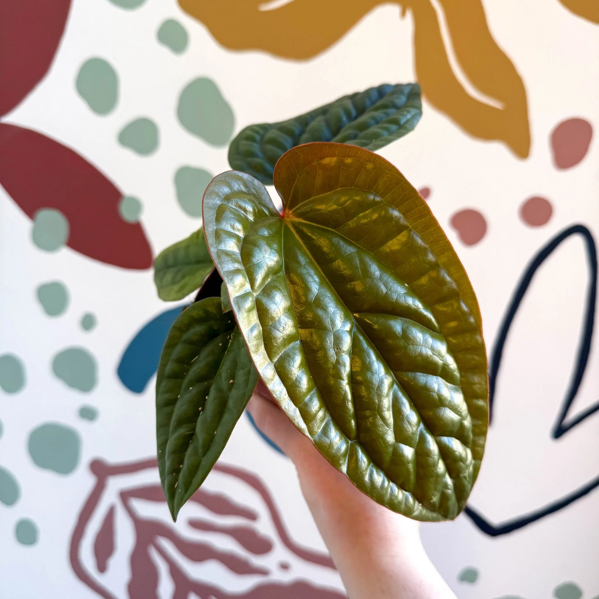 Anthurium luxurians × radicans - Image 9