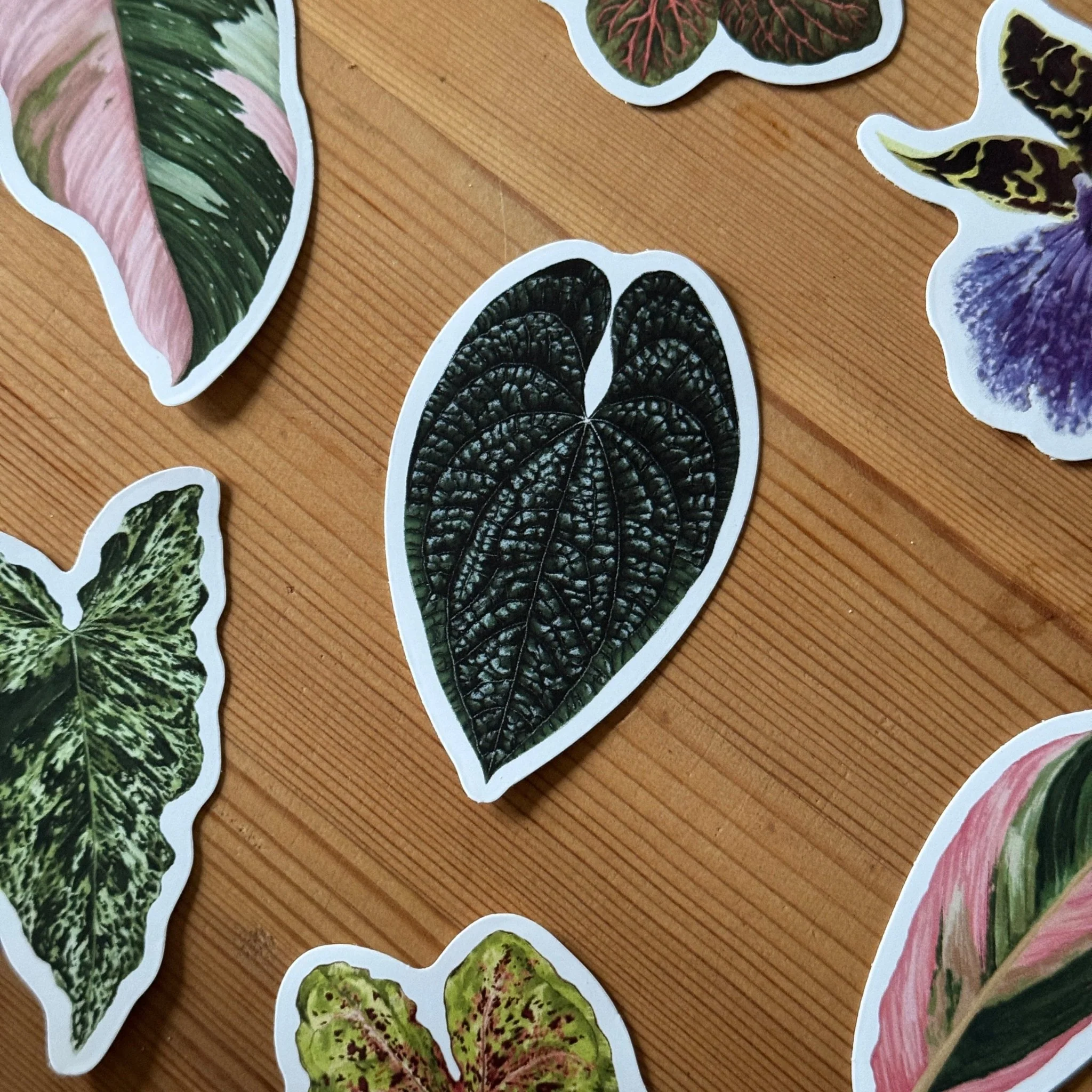 Anthurium luxurians Tropical Houseplant Vinyl Sticker [Beneath the Canopy RHS Collab] - Image 3