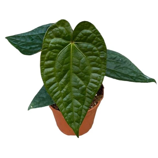 Anthurium magnificum x luxurians - Image 2
