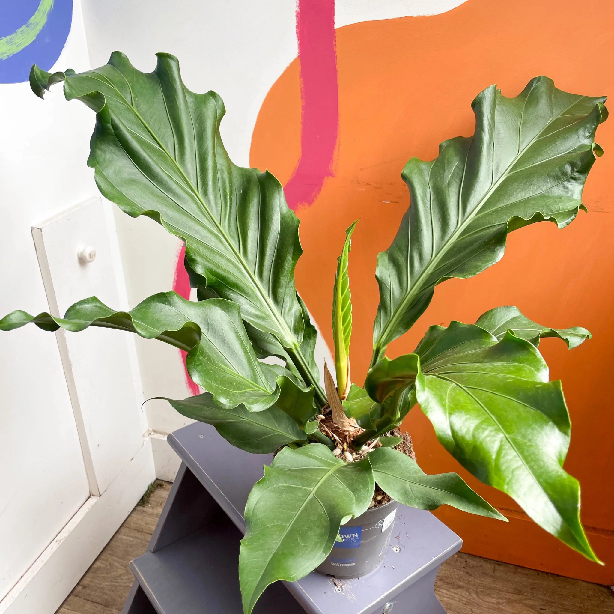 Anthurium plowmanii