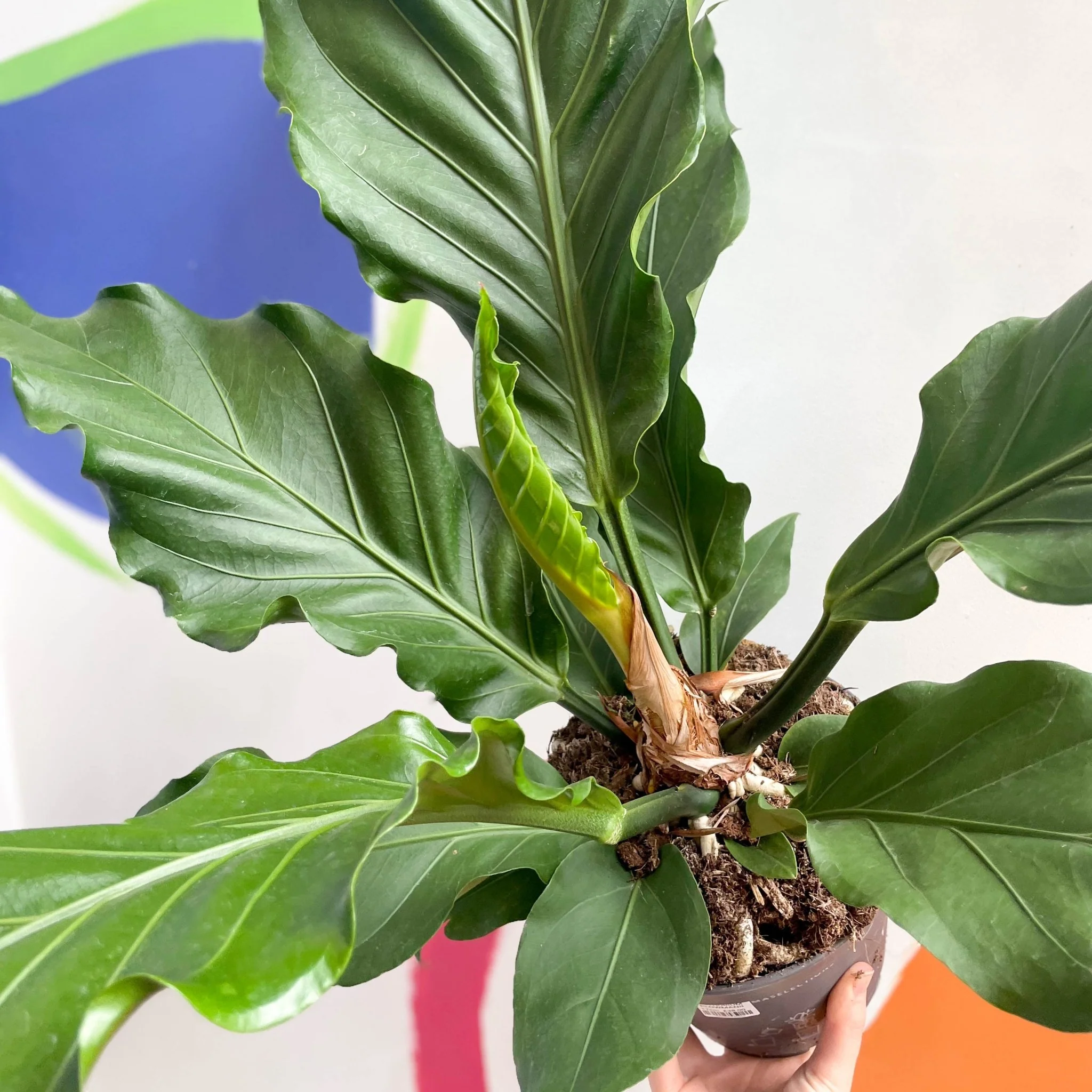 Anthurium plowmanii - Image 10