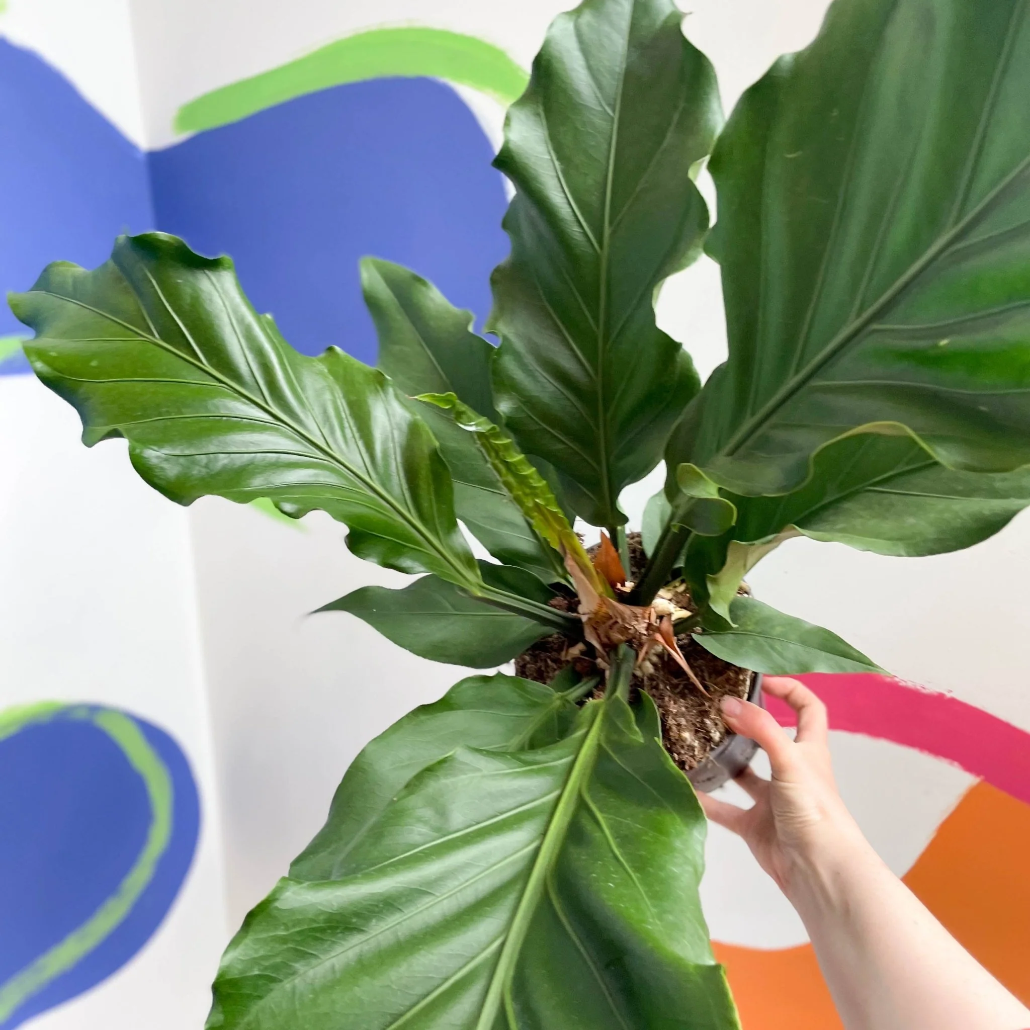 Anthurium plowmanii - Image 11