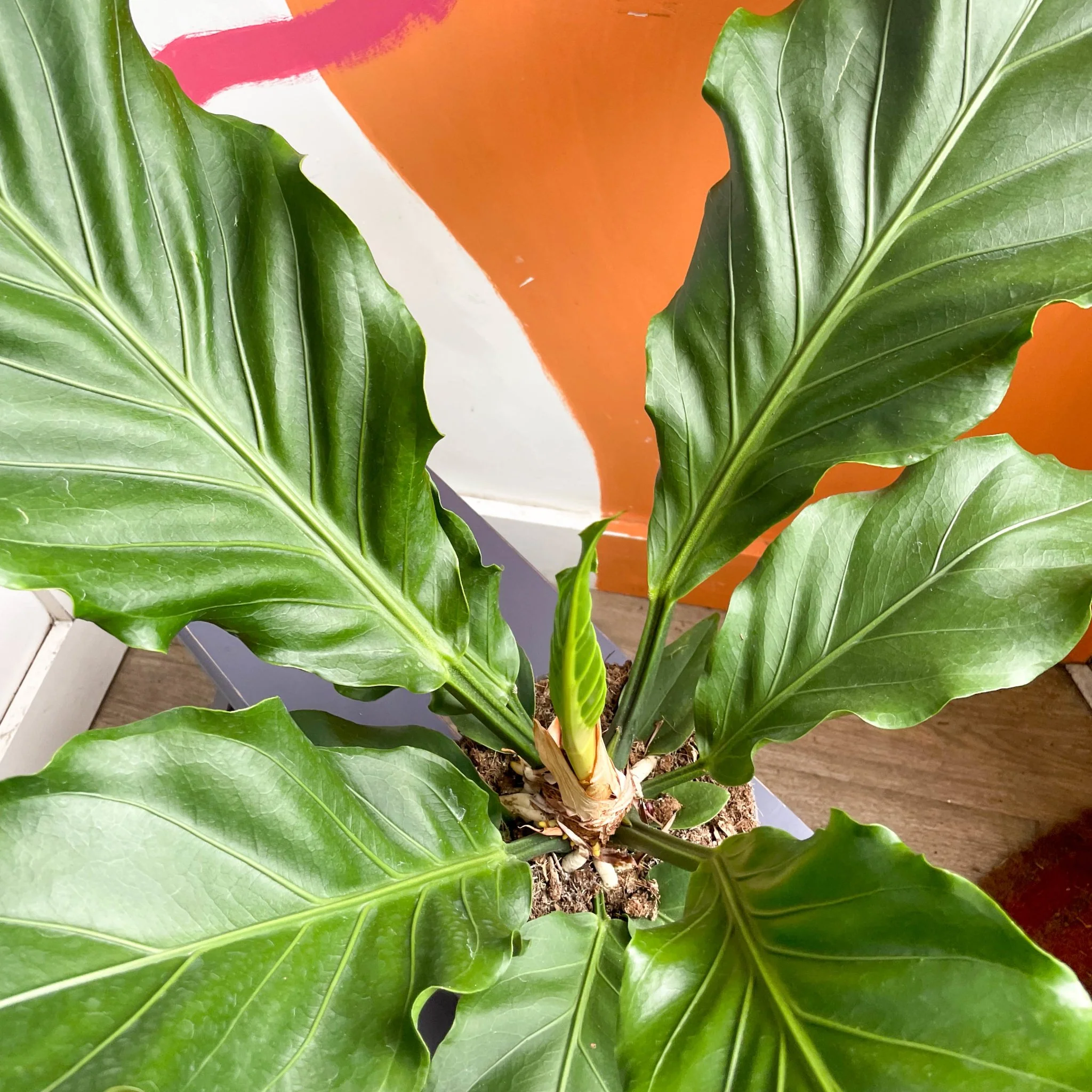 Anthurium plowmanii - Image 12