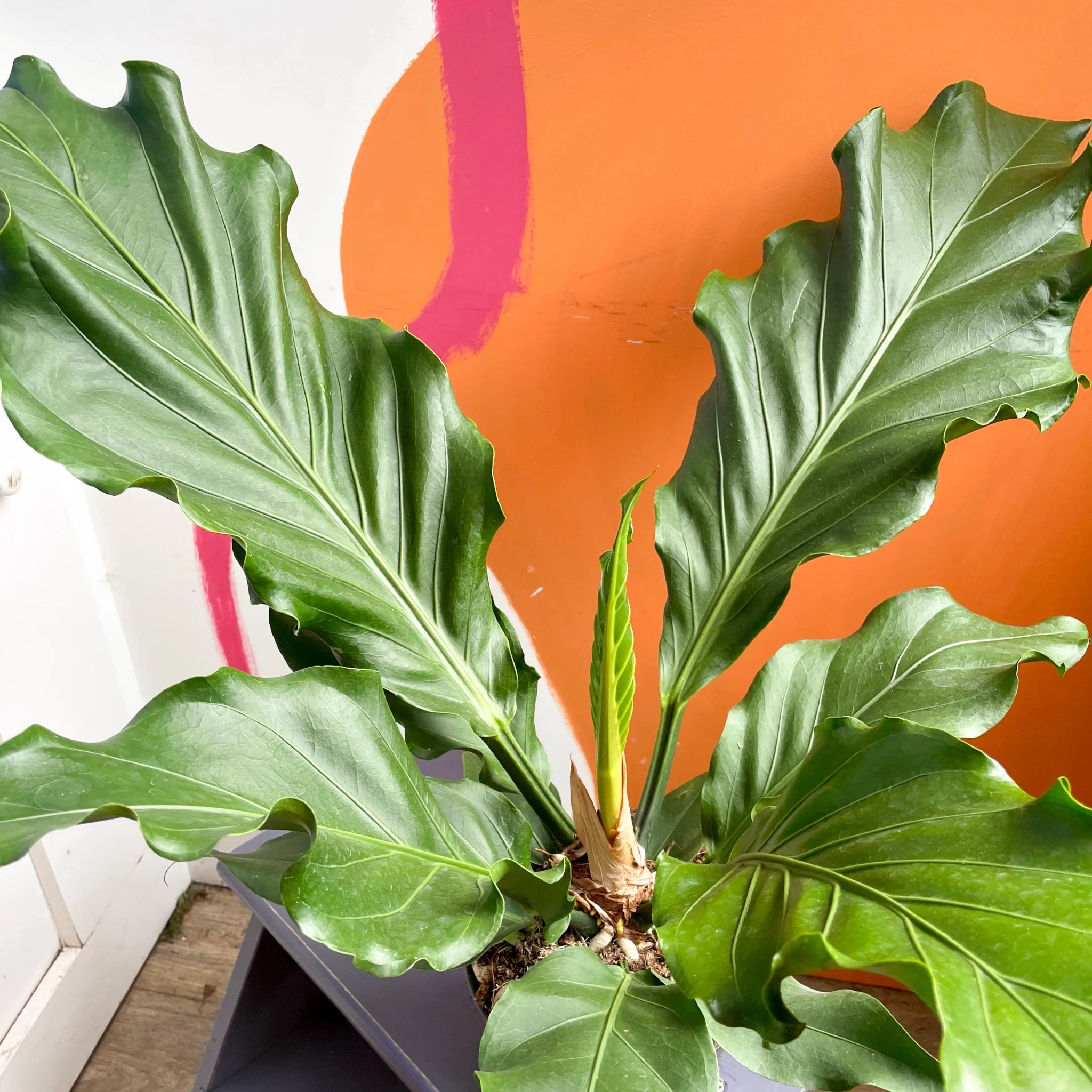 Anthurium plowmanii - Image 2
