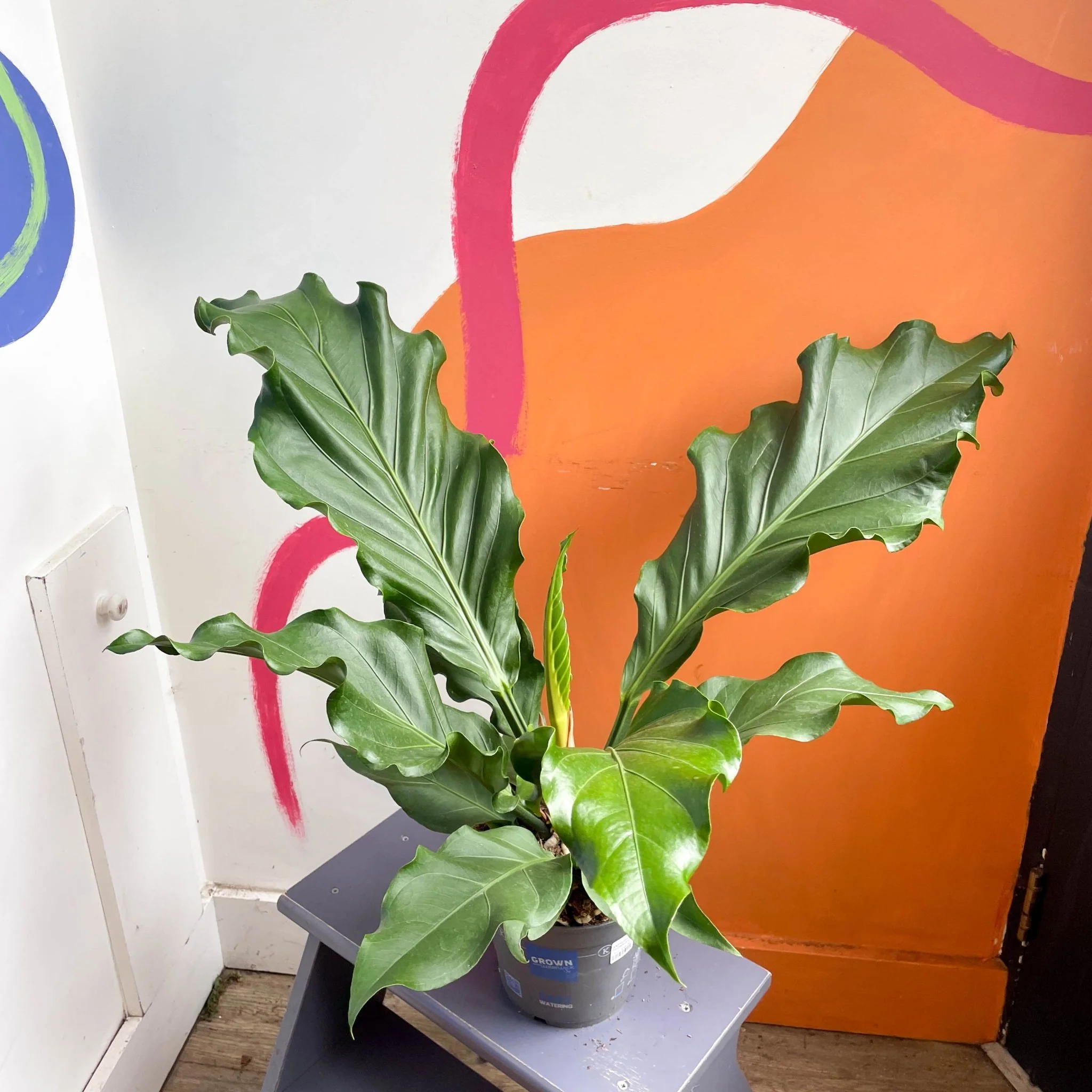 Anthurium plowmanii - Image 3