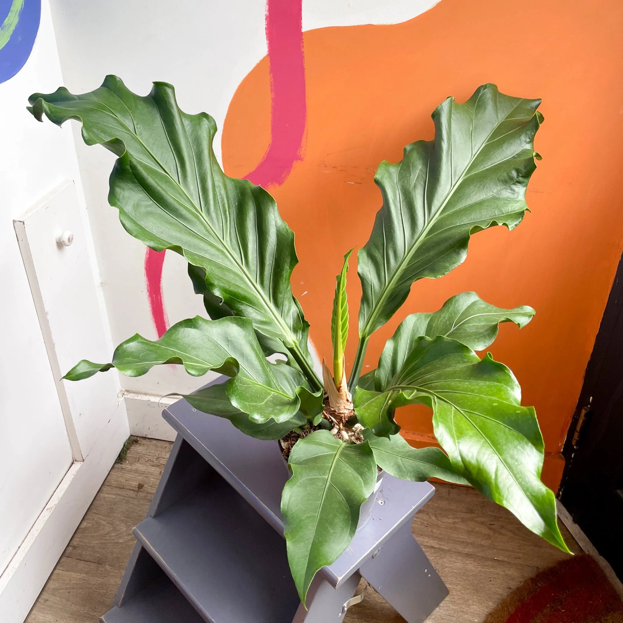 Anthurium plowmanii - Image 4