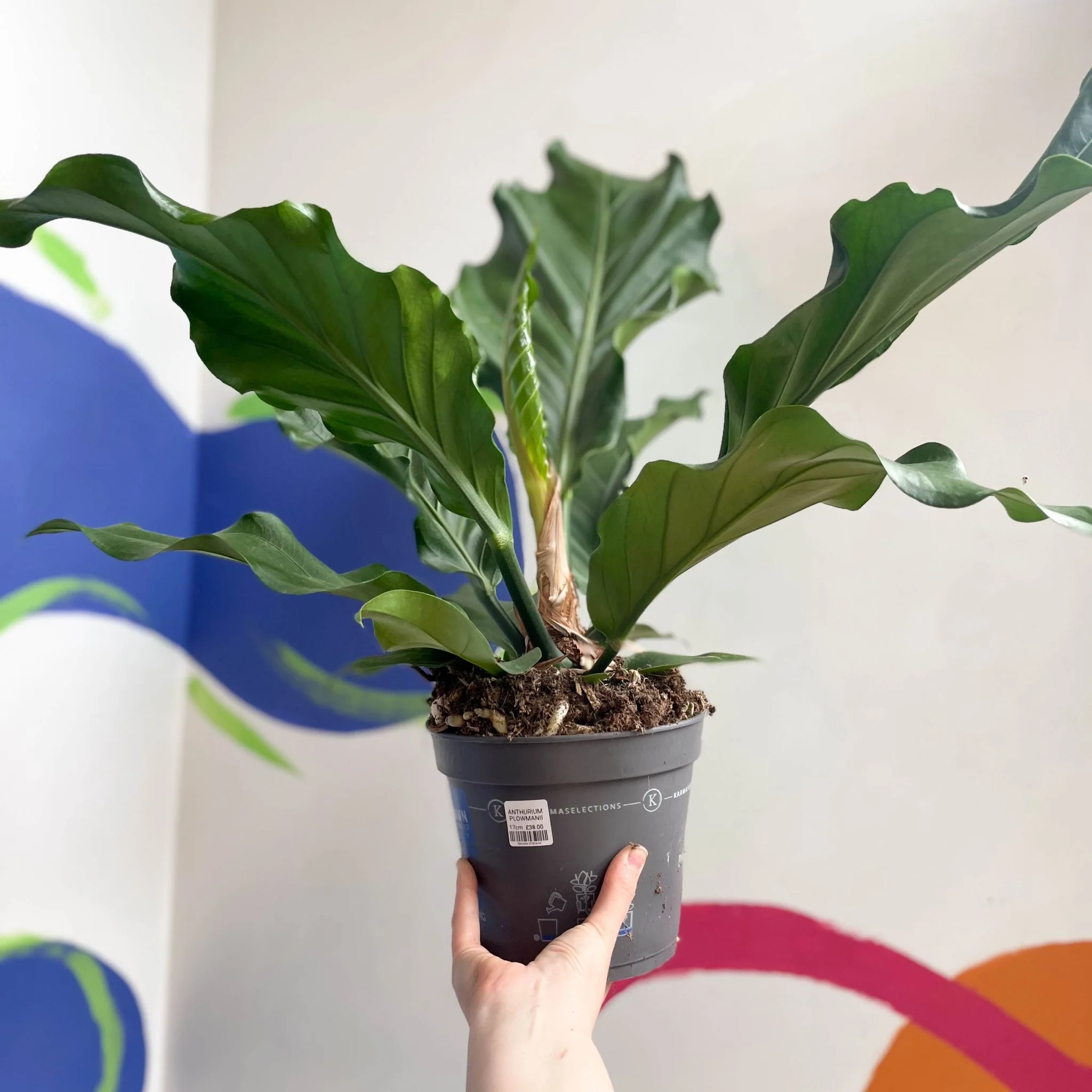 Anthurium plowmanii - Image 5