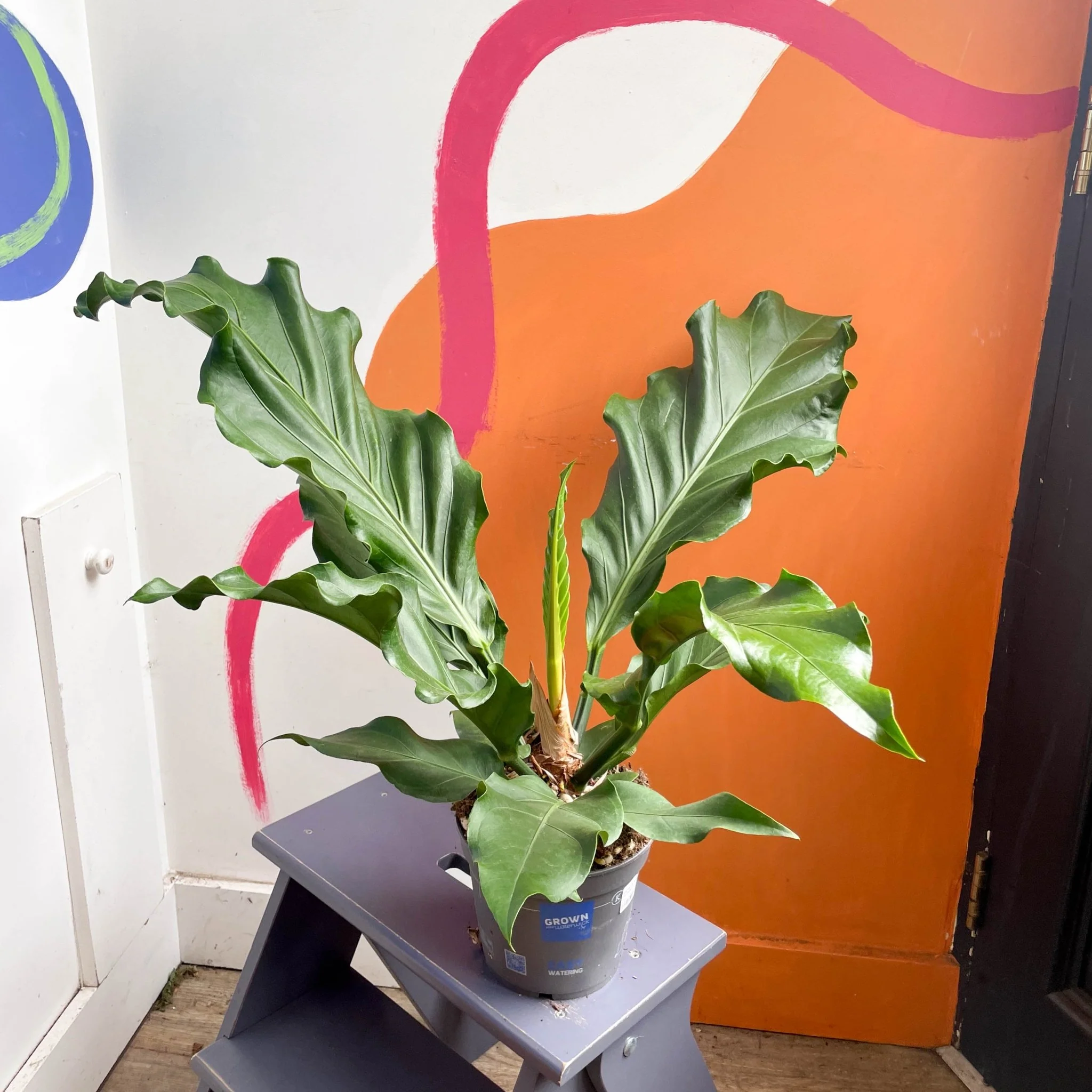 Anthurium plowmanii - Image 6