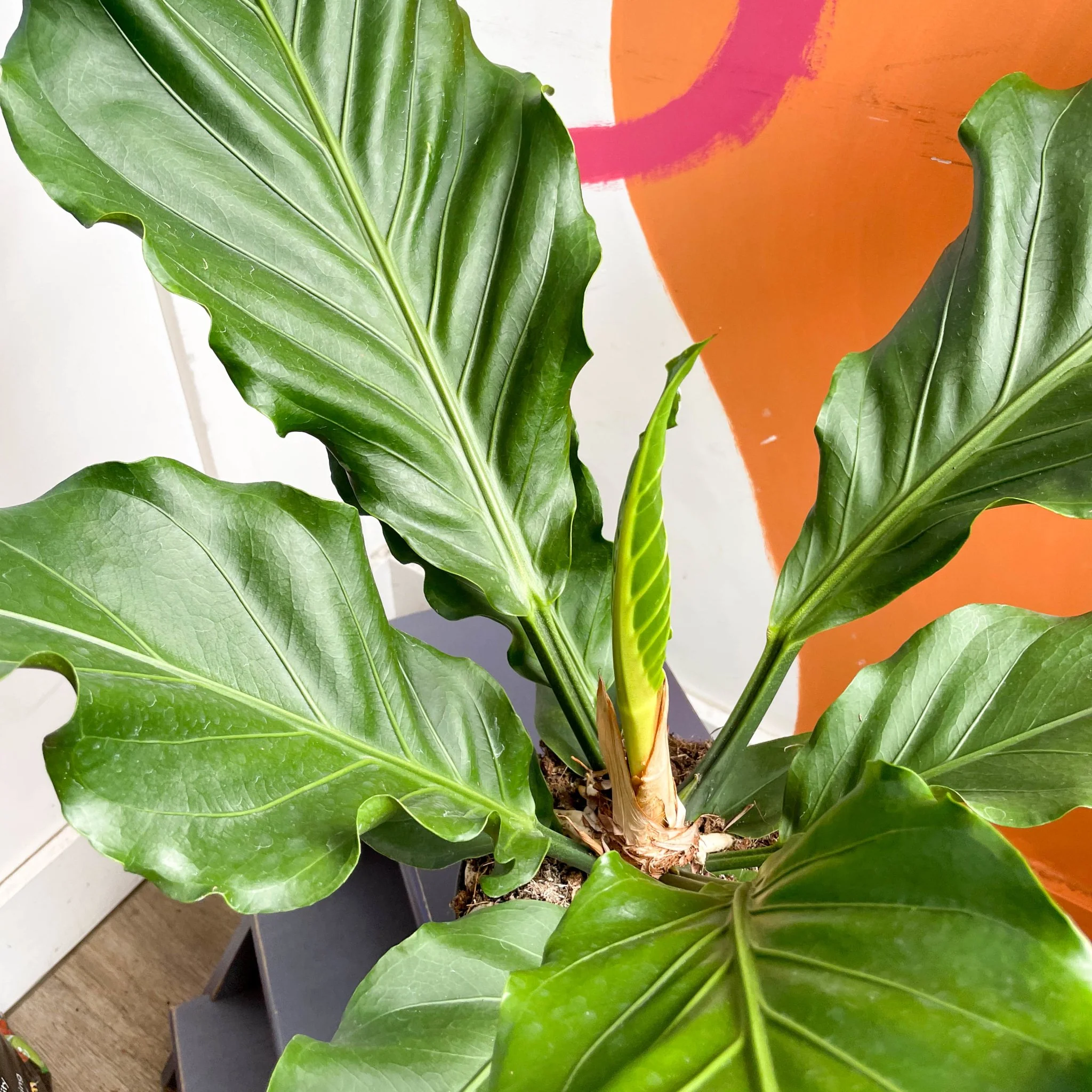 Anthurium plowmanii - Image 7