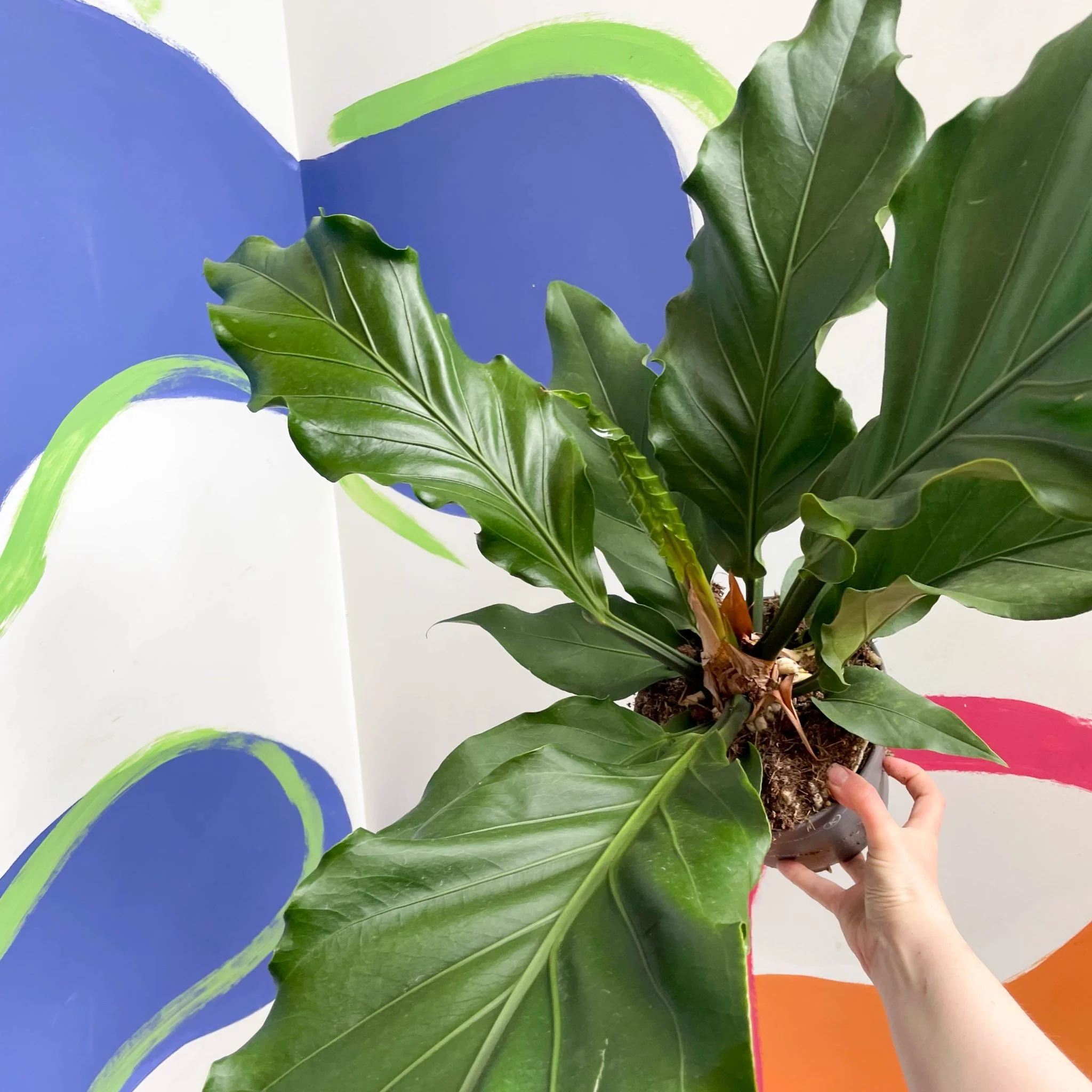 Anthurium plowmanii - Image 8