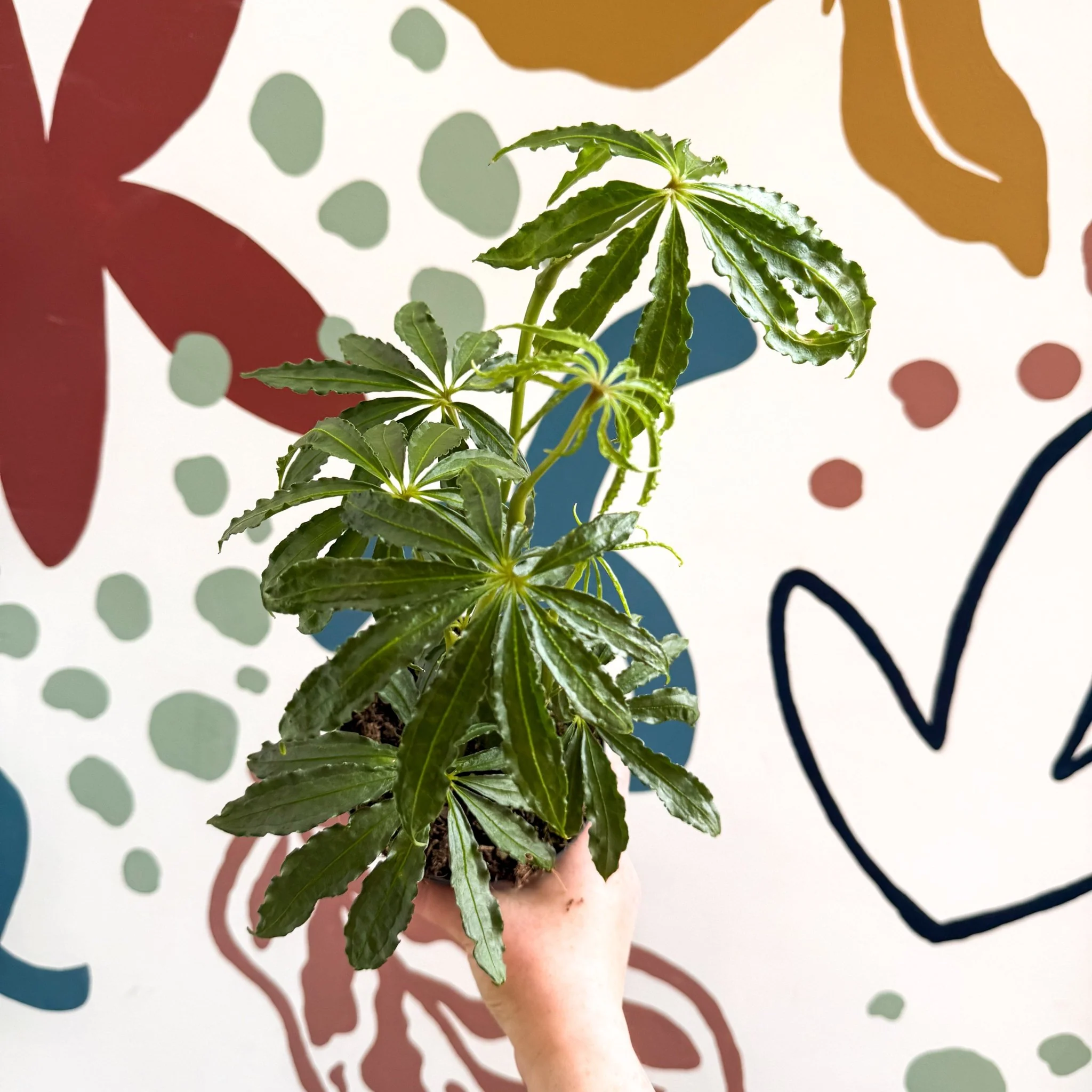 Anthurium polschistum - Image 10