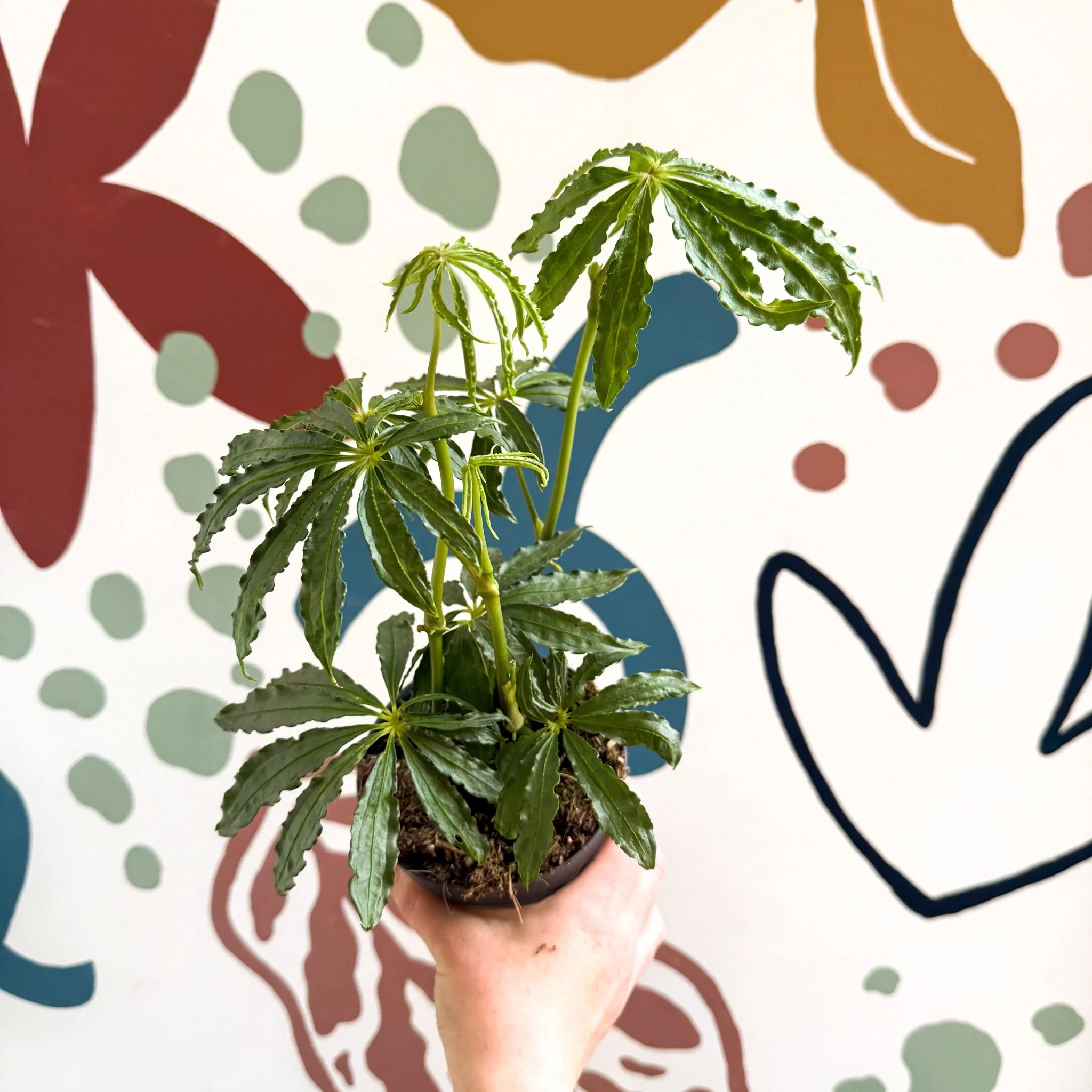 Anthurium polschistum - Image 12