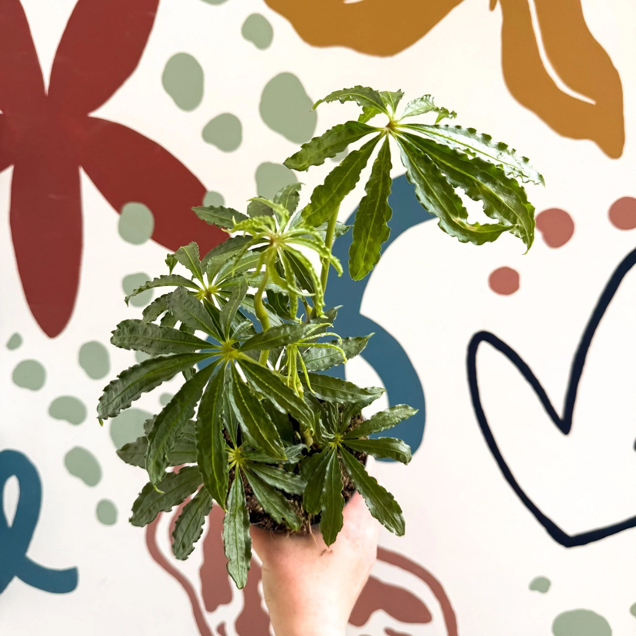 Anthurium polschistum - Image 13