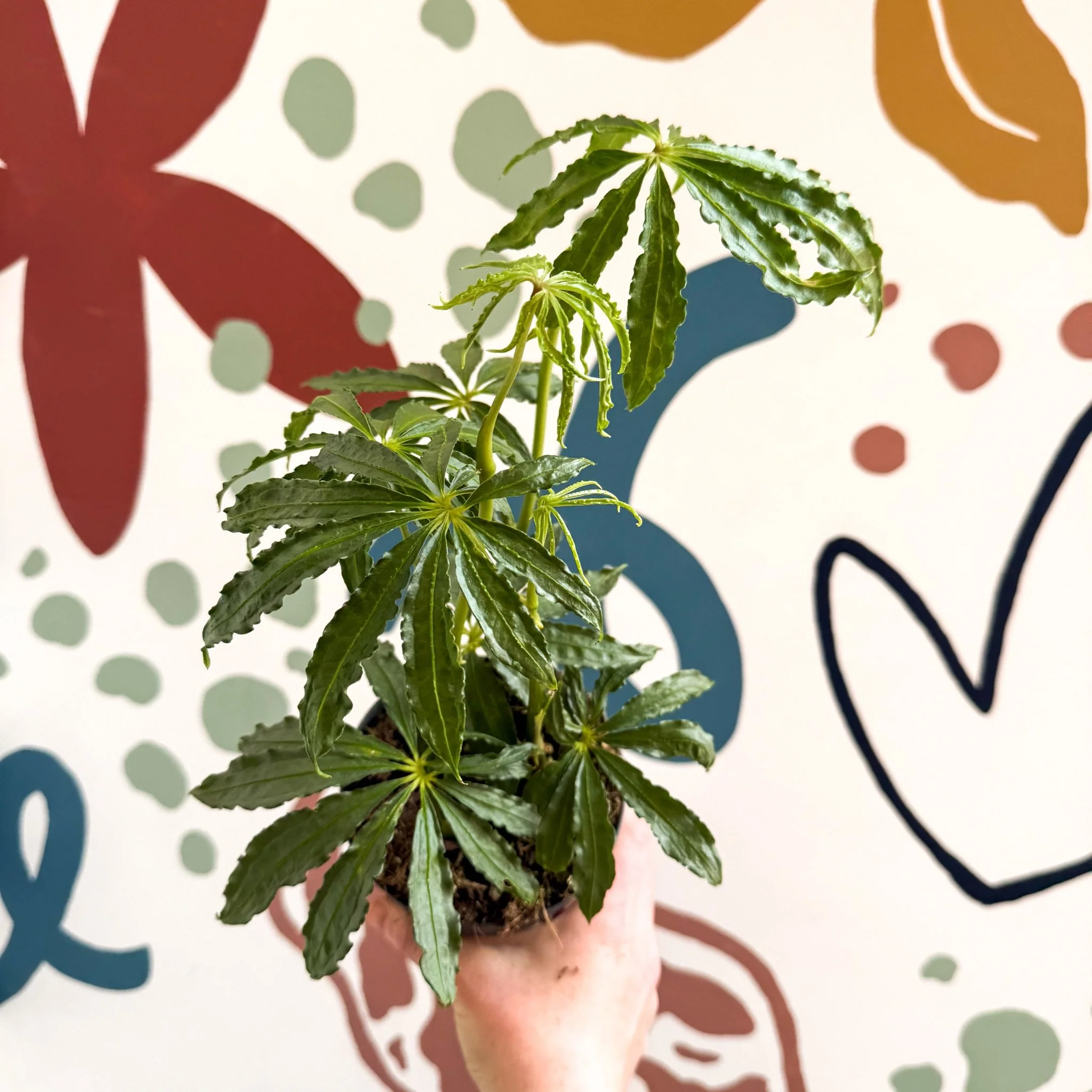Anthurium polschistum - Image 2