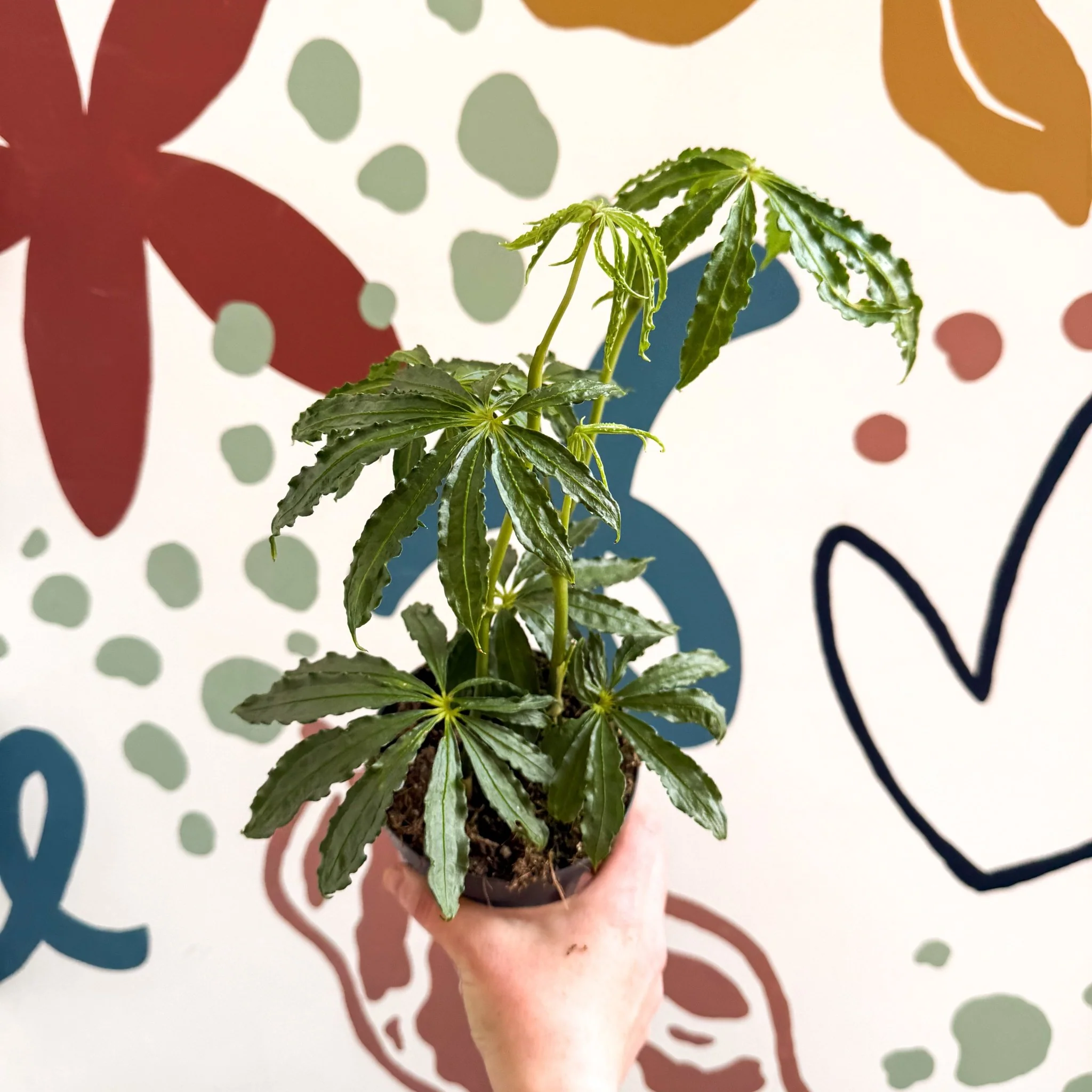 Anthurium polschistum - Image 4