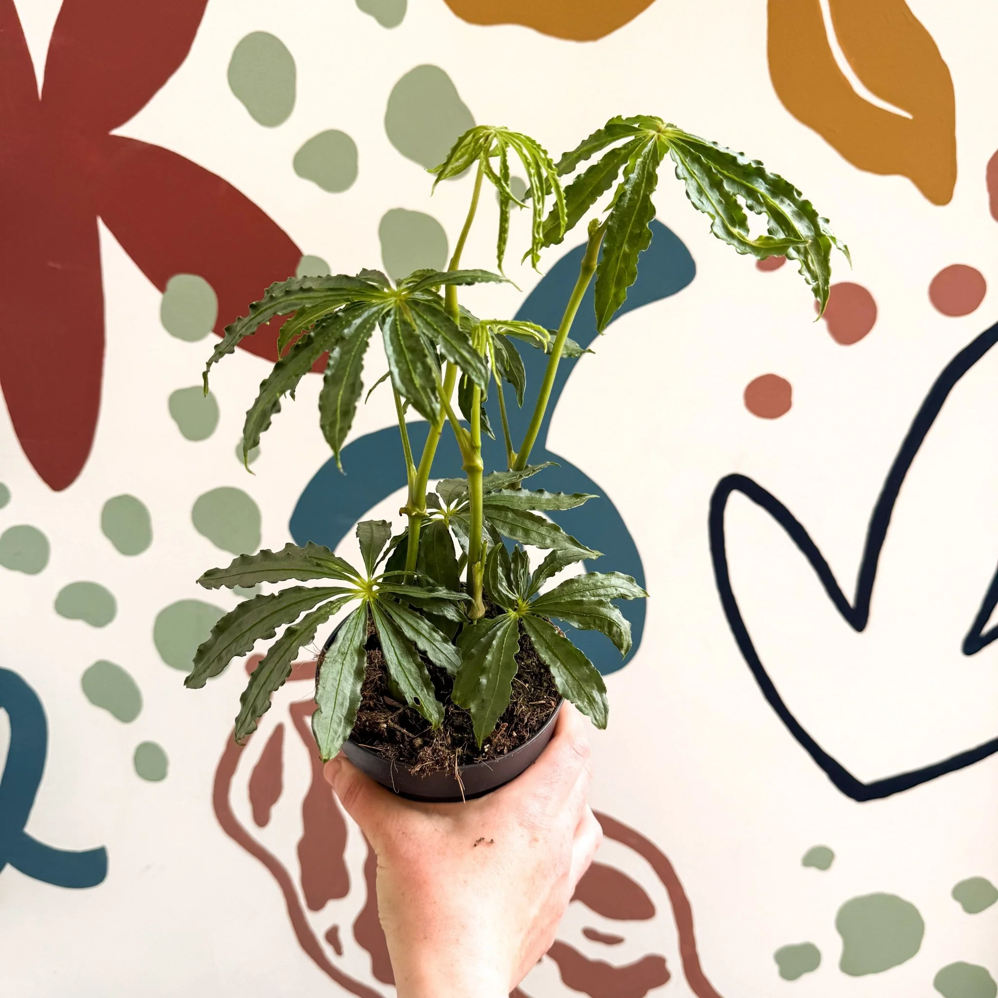 Anthurium polschistum - Image 5