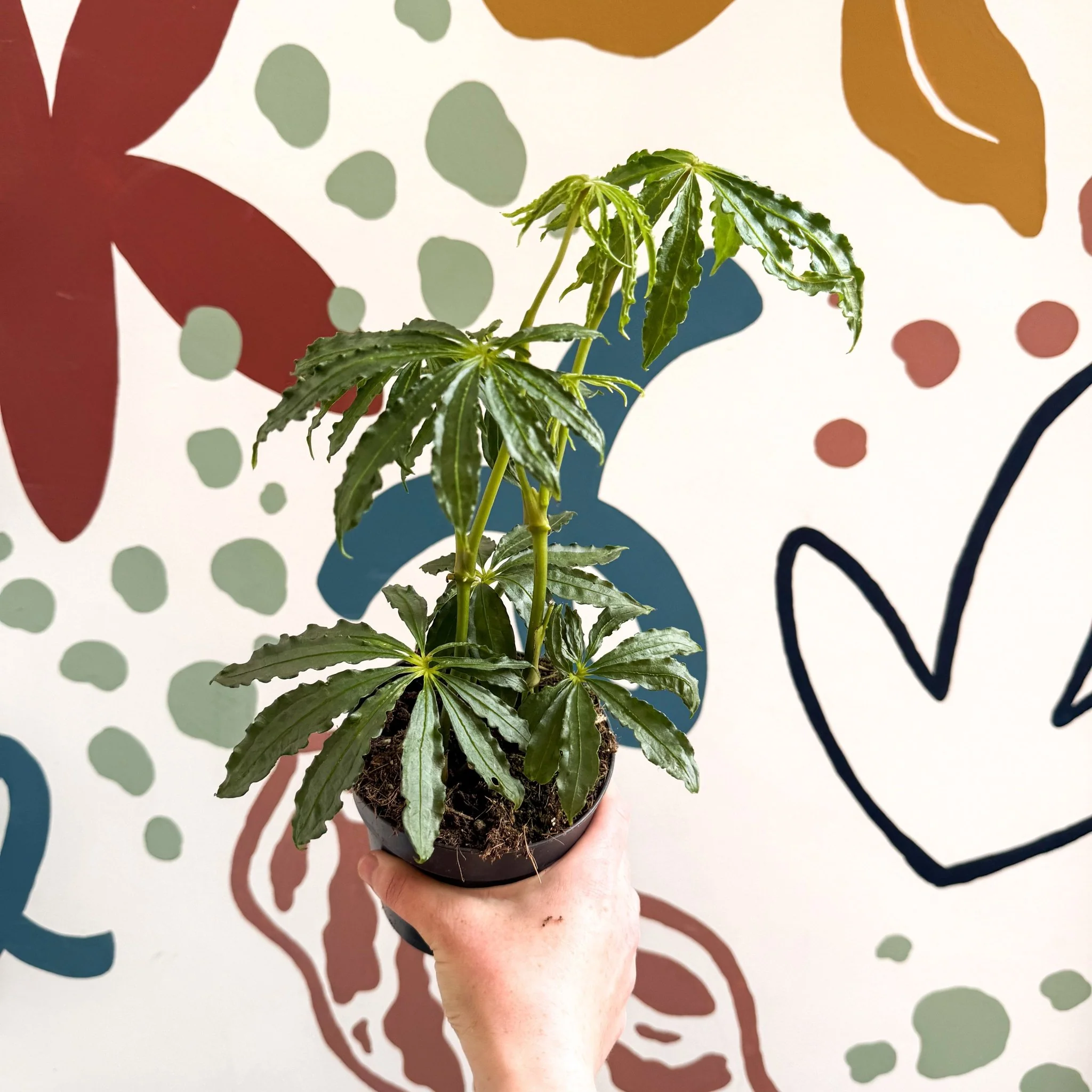 Anthurium polschistum - Image 6