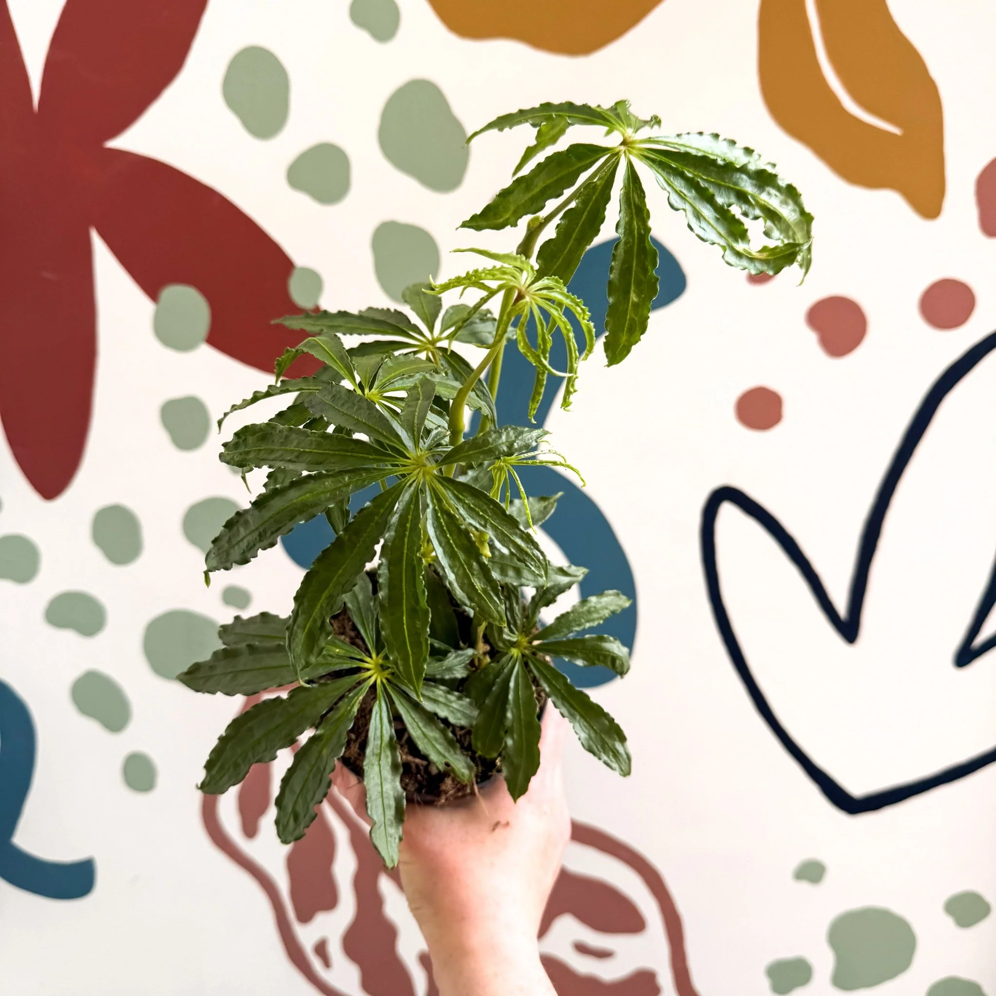 Anthurium polschistum - Image 7