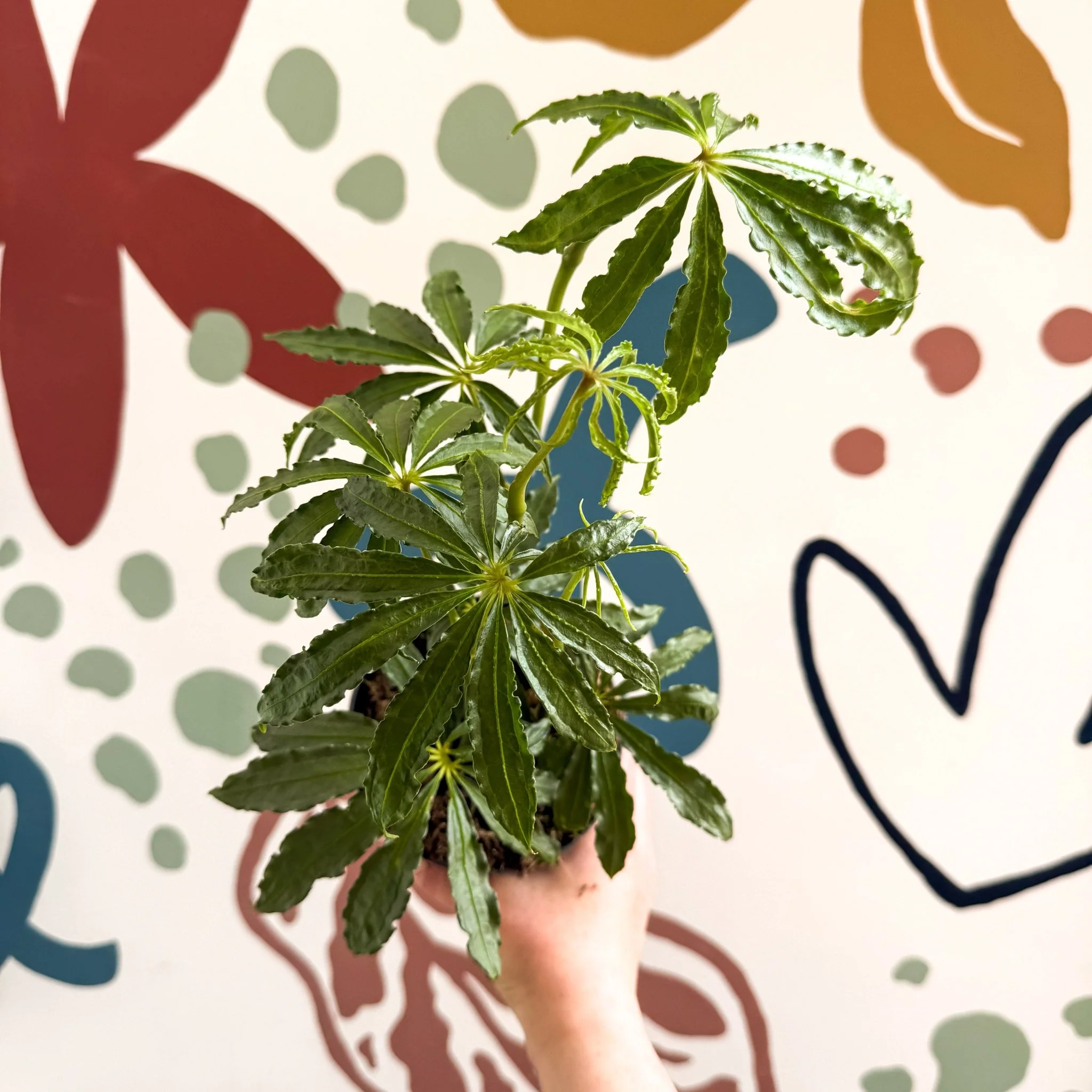 Anthurium polschistum - Image 8