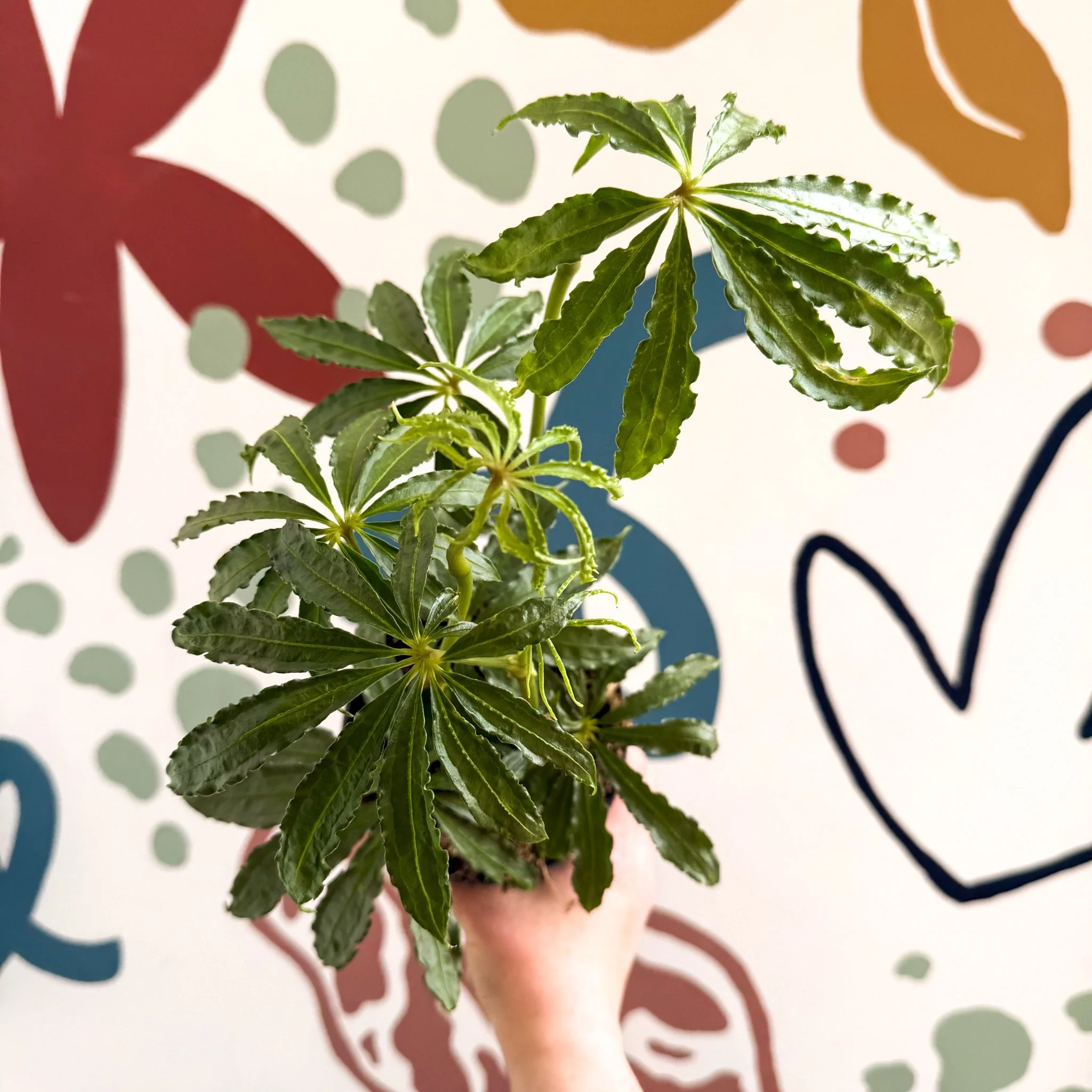 Anthurium polschistum - Image 9