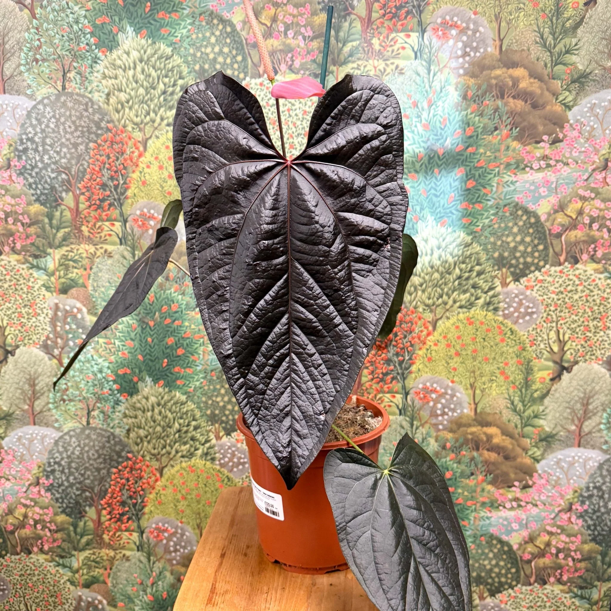 Anthurium ‘Queen of Hearts’ – Velvet Anthurium