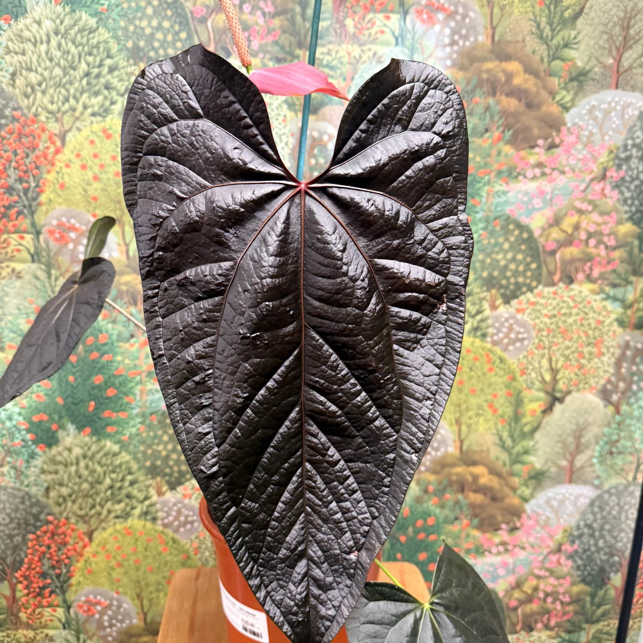 Anthurium ‘Queen of Hearts’ – Velvet Anthurium - Image 2