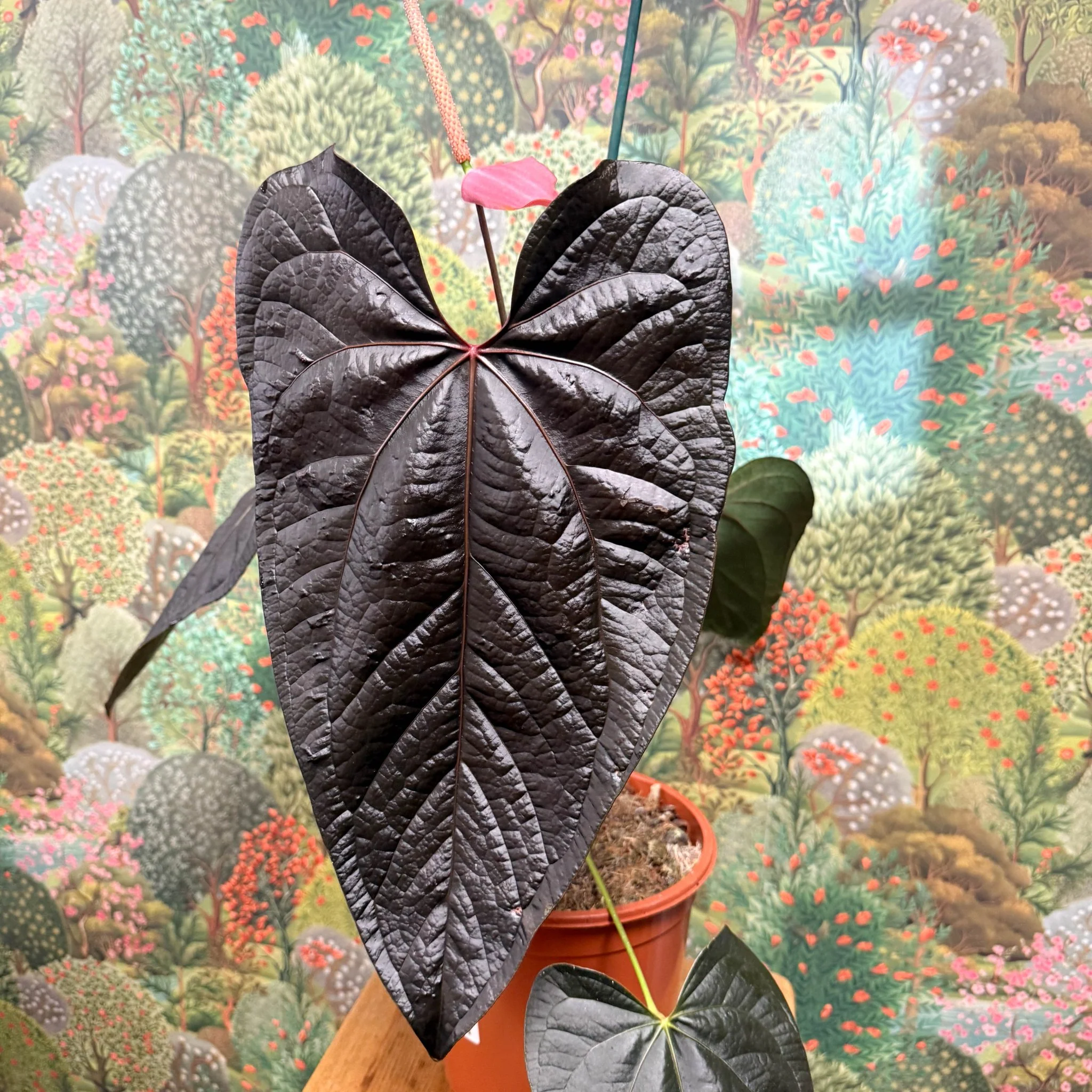 Anthurium ‘Queen of Hearts’ – Velvet Anthurium - Image 3