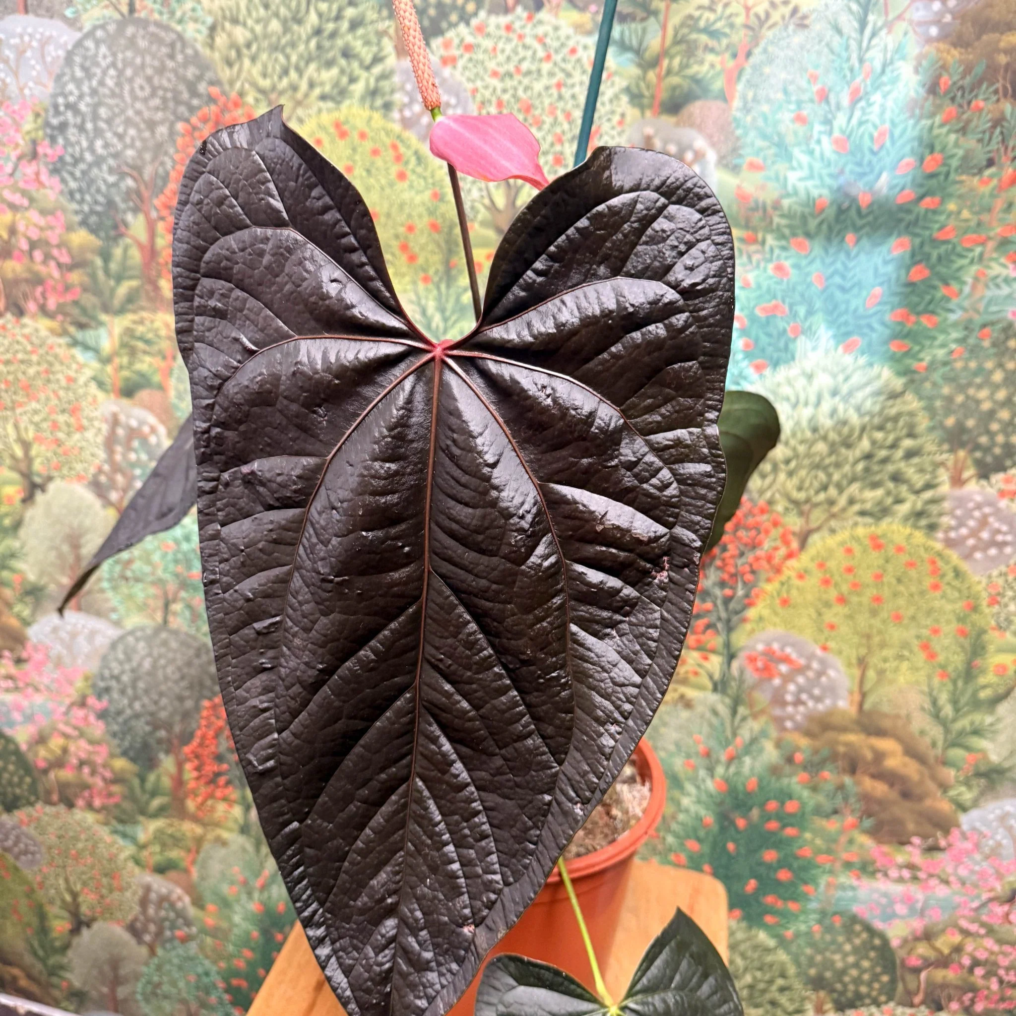 Anthurium ‘Queen of Hearts’ – Velvet Anthurium - Image 4