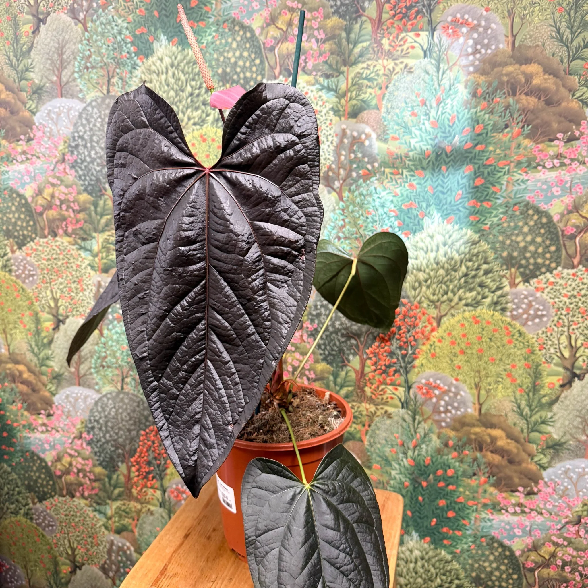 Anthurium ‘Queen of Hearts’ – Velvet Anthurium - Image 5