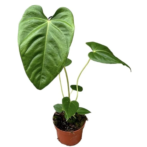 Anthurium recavum x recavum - Image 2