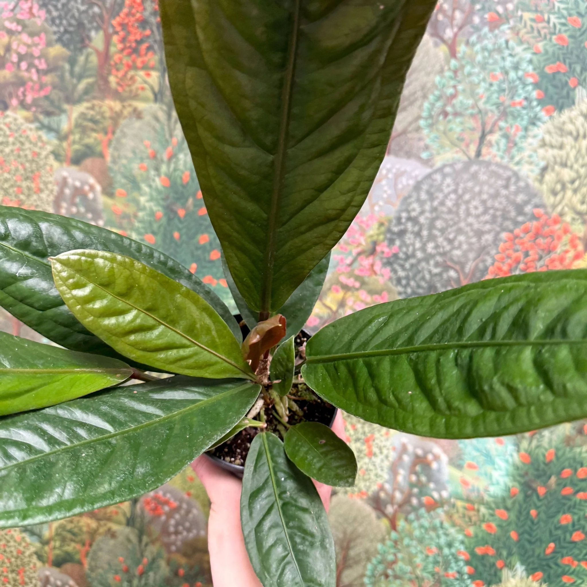 Anthurium superbum - Image 10