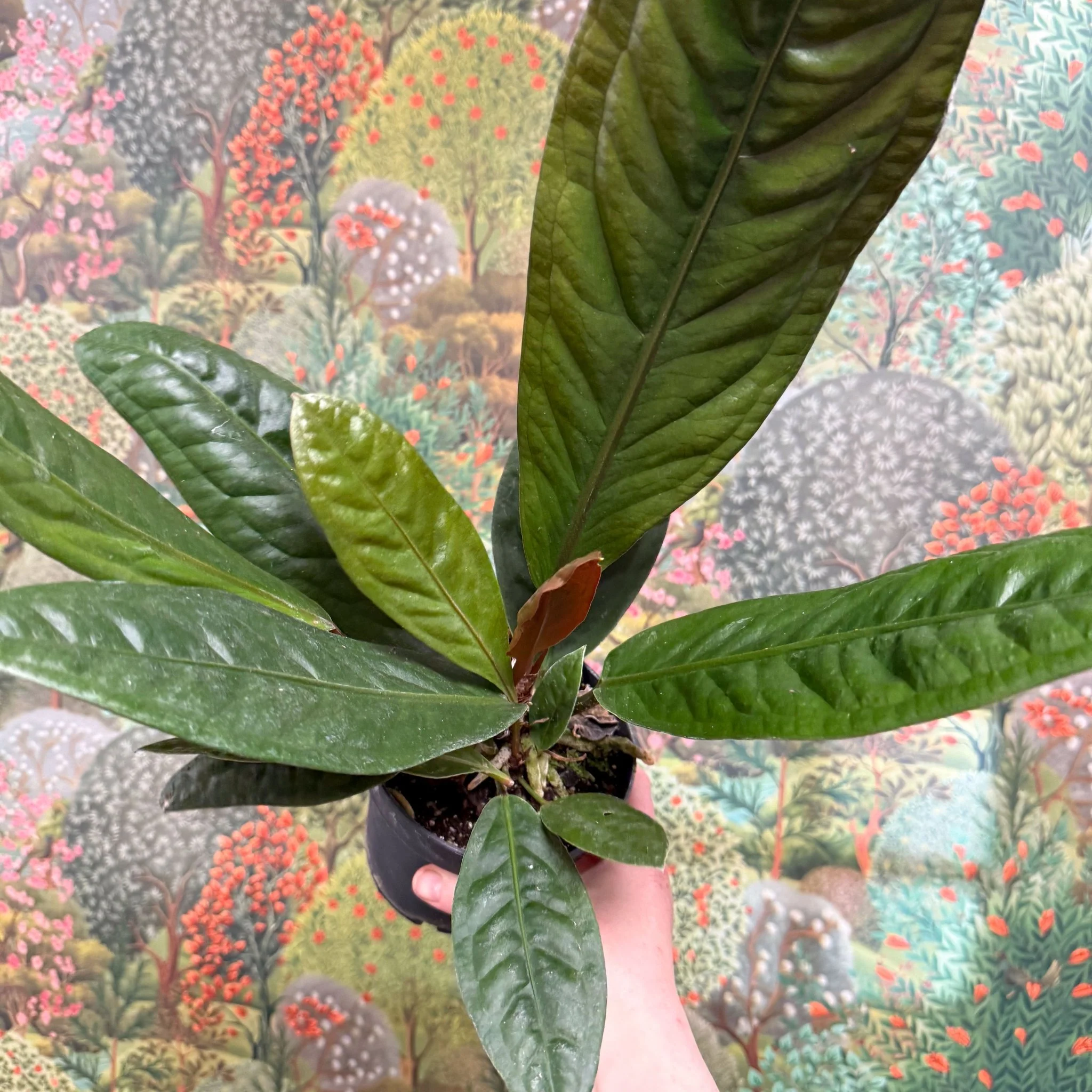 Anthurium superbum - Image 11